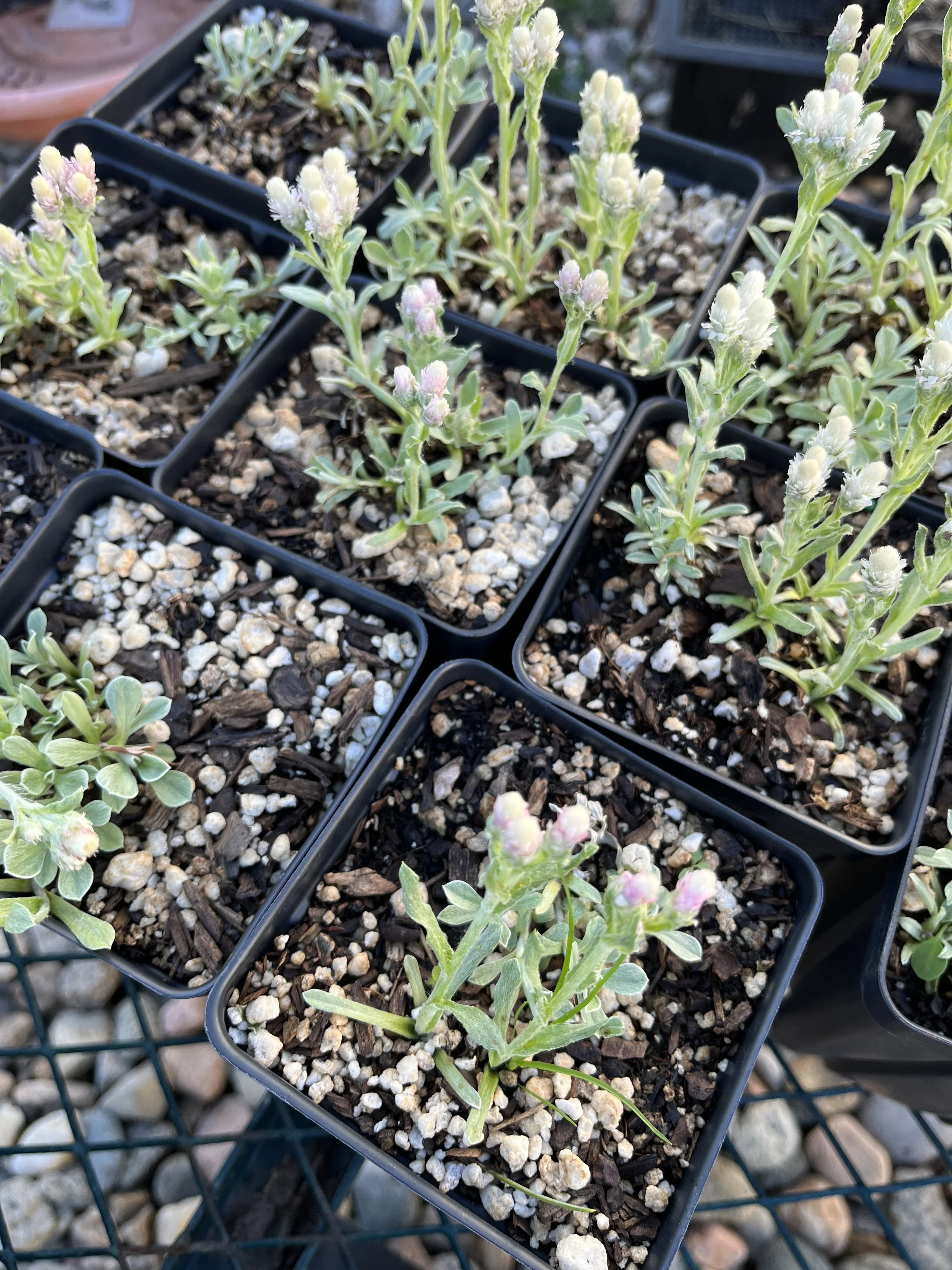 Antennaria parvifolia, Small-leaf Pussytoes- 5" Deep Pot