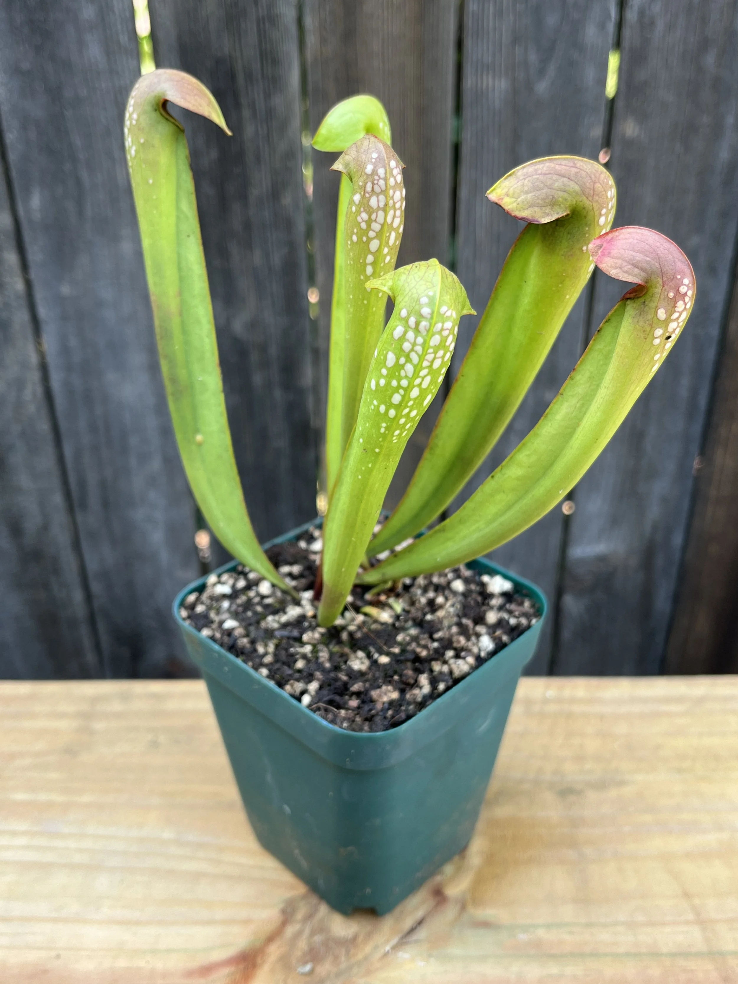 Sarracenia minor