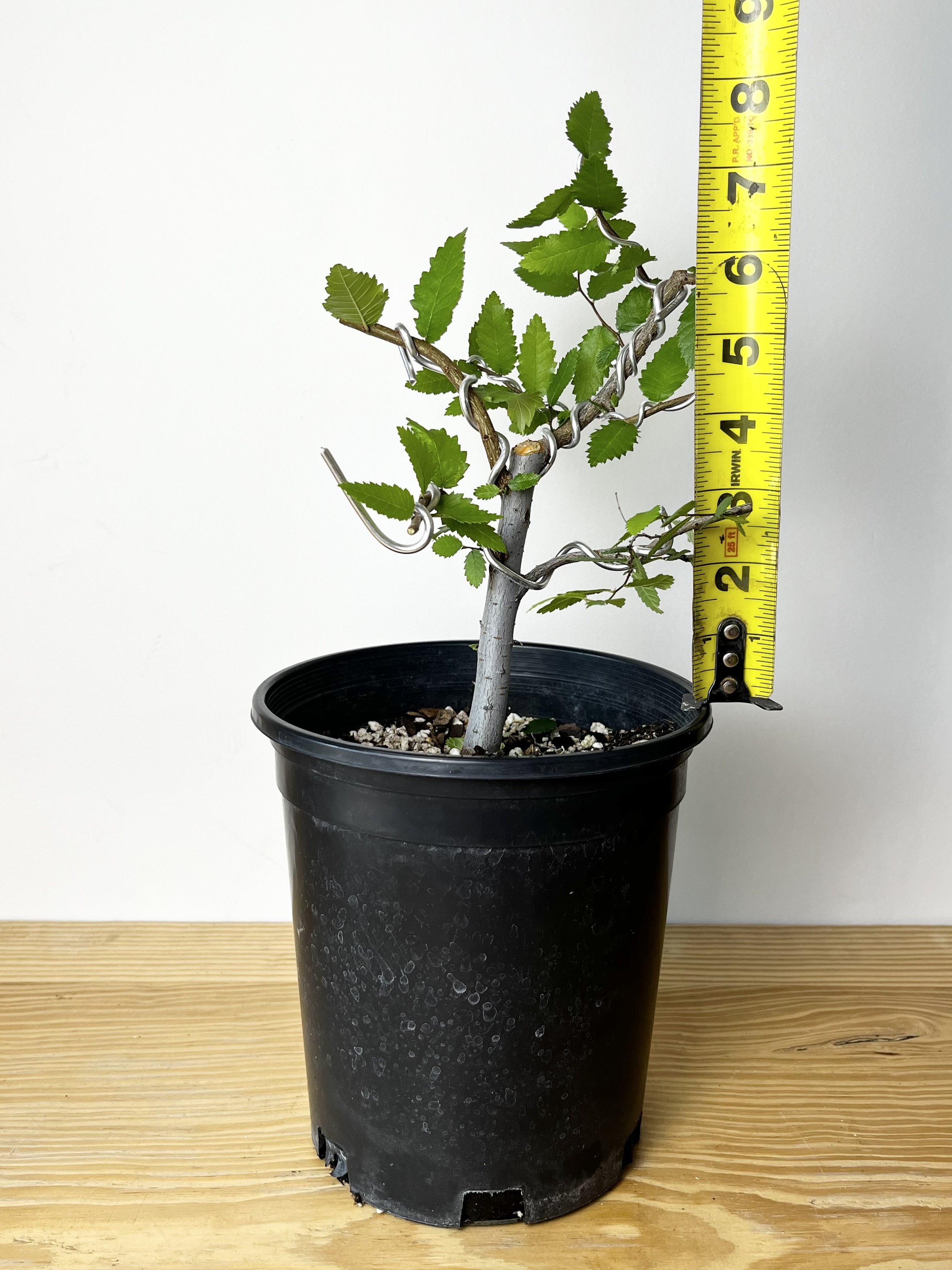 Ulmus Crassifolia, Cedar Elm (01) Bonsai Tree