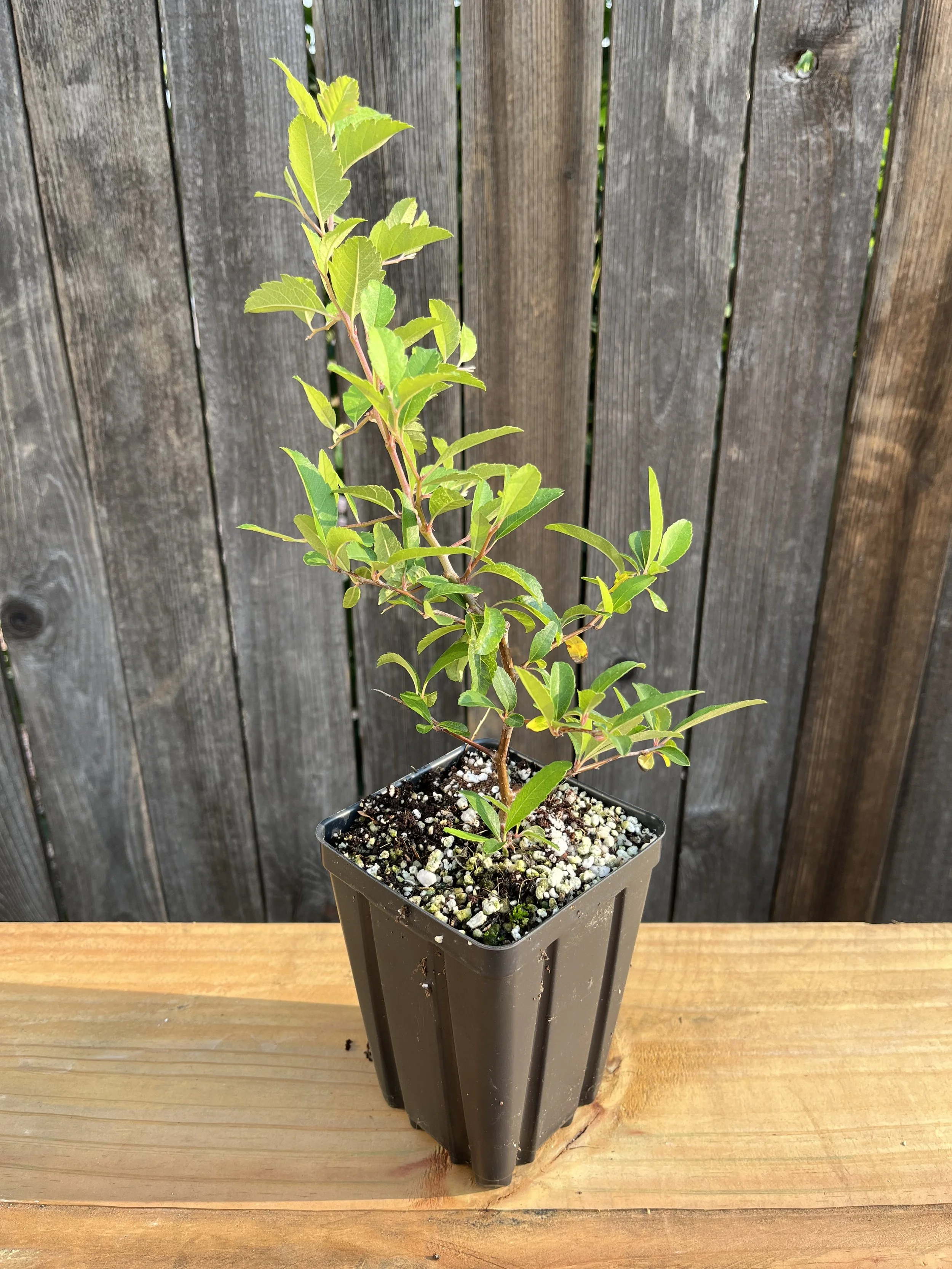 Malus angustifolia, Southern crabapple Starter Tree