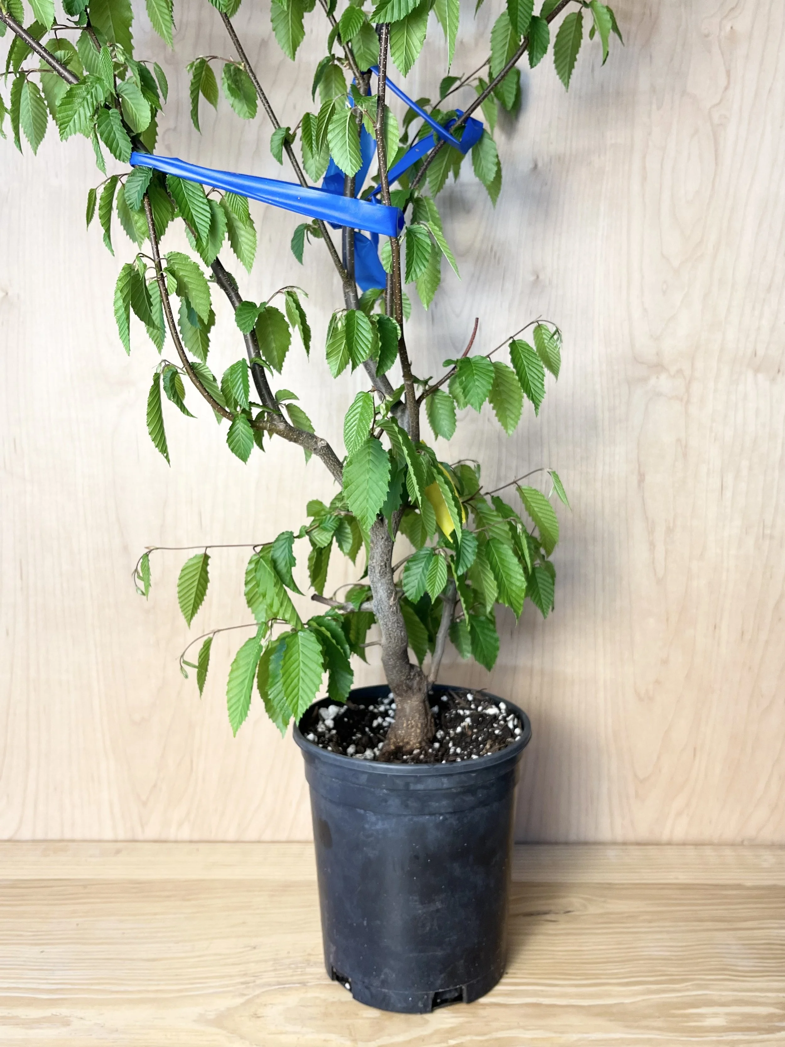 Carpinus caroliniana, American Hornbeam Pre-Bonsai Tree