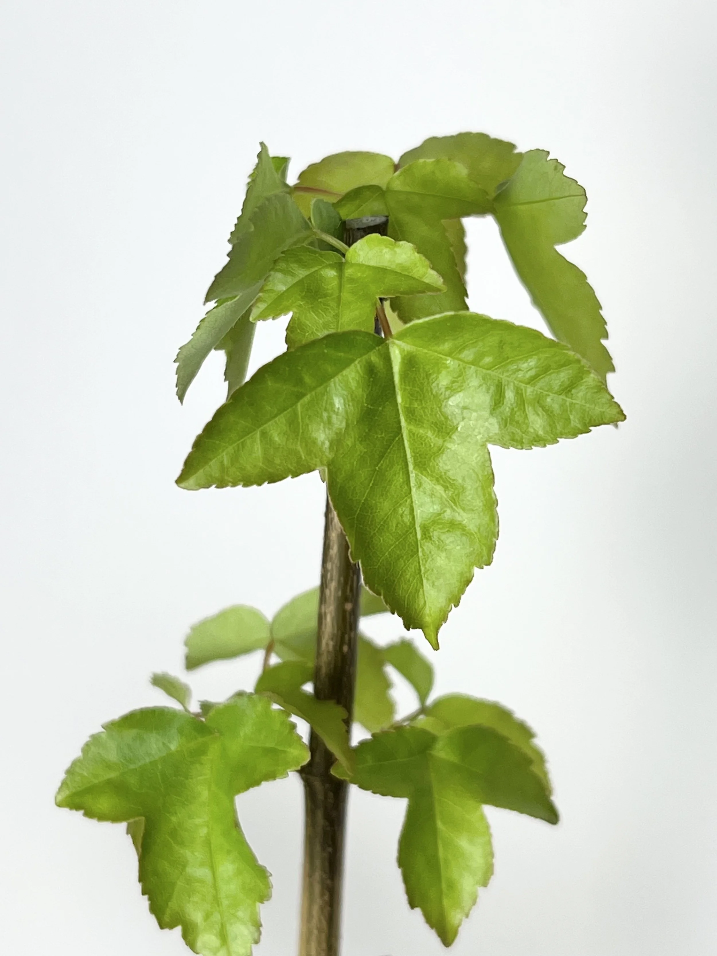 Acer buergerianum close.jpeg