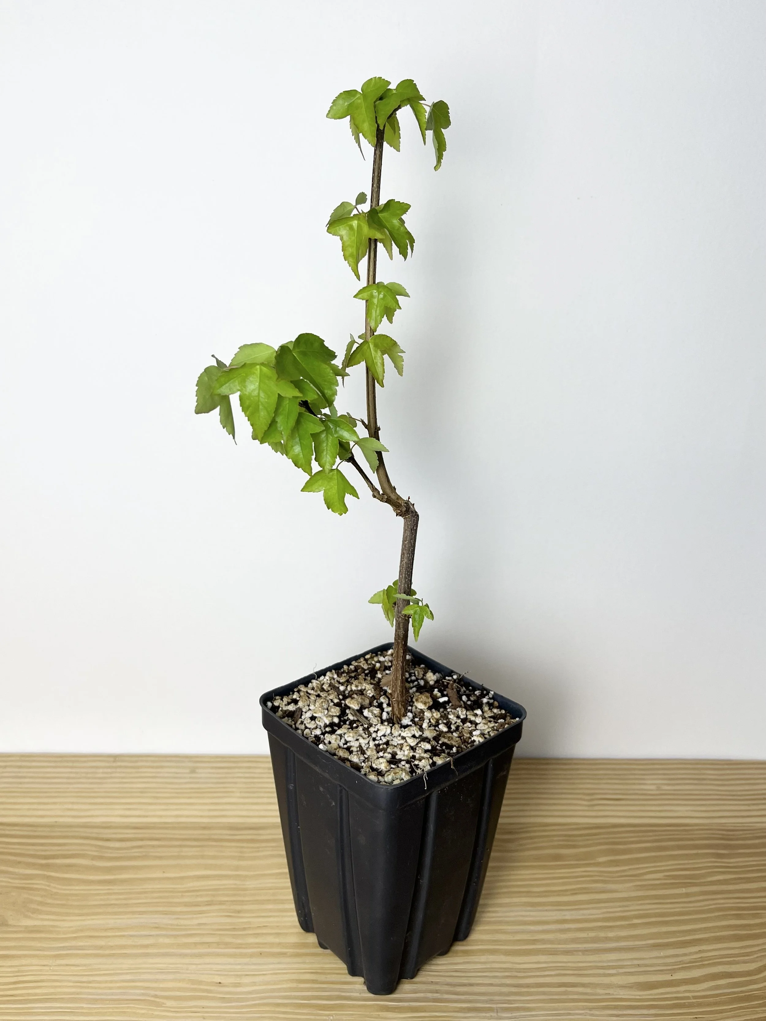 Acer buergerianum.jpeg