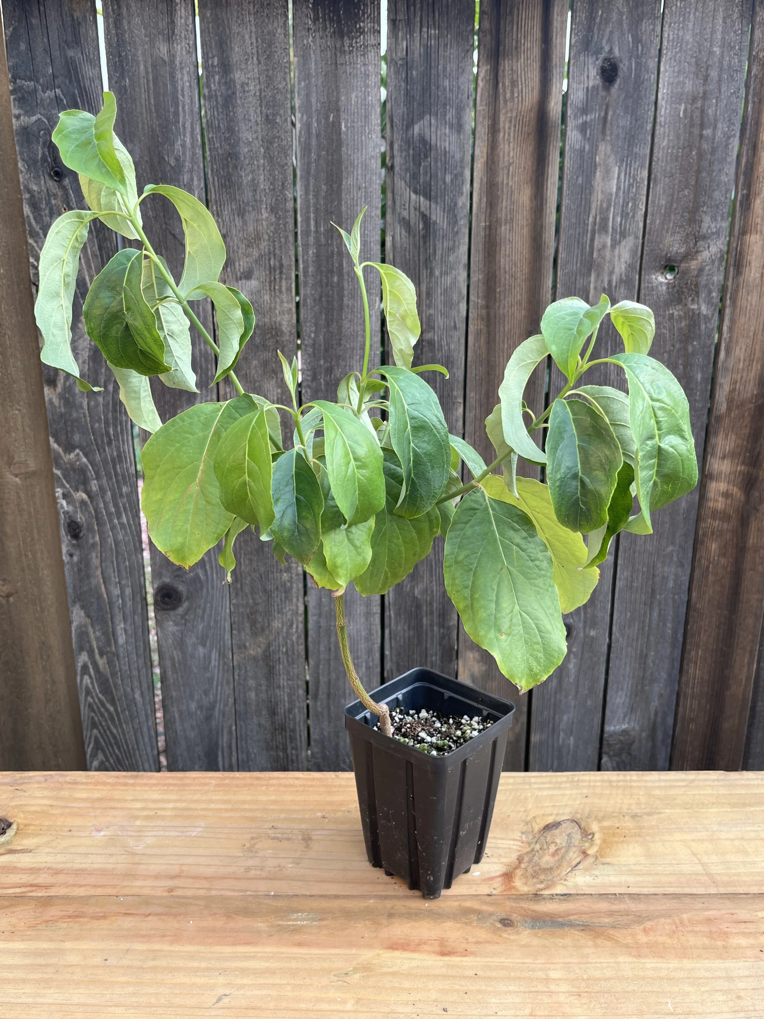 Cornus florida, Flowering Dogwood Starter Tree