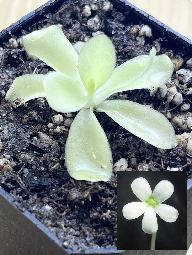 Pinguicula gigantea 'alba'