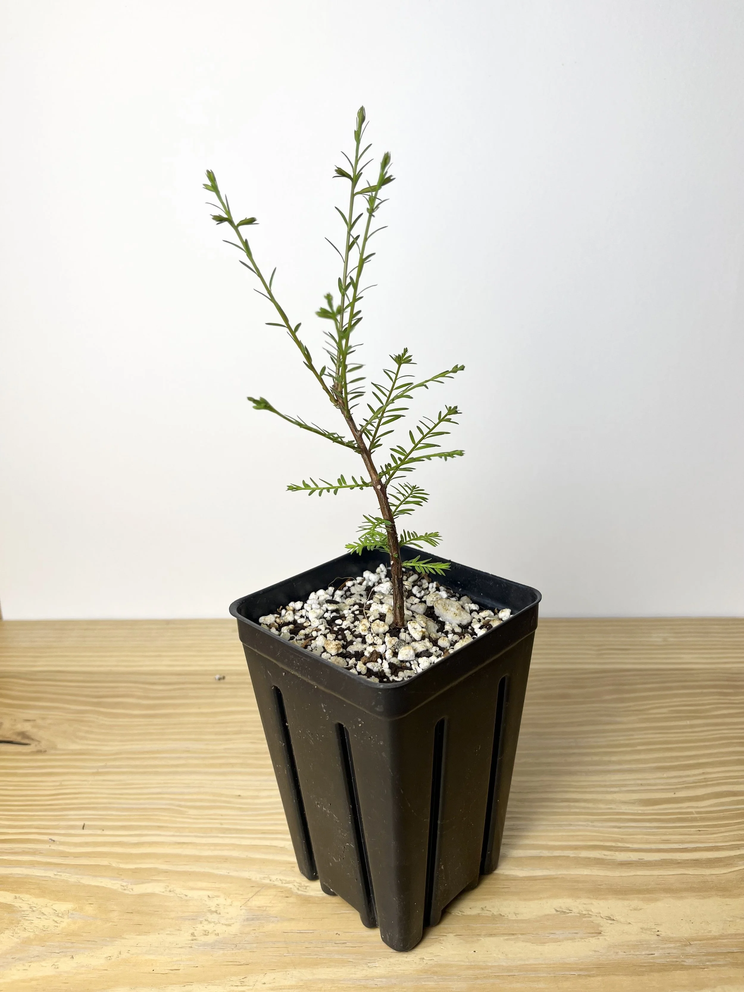 Taxodium distichum.jpeg