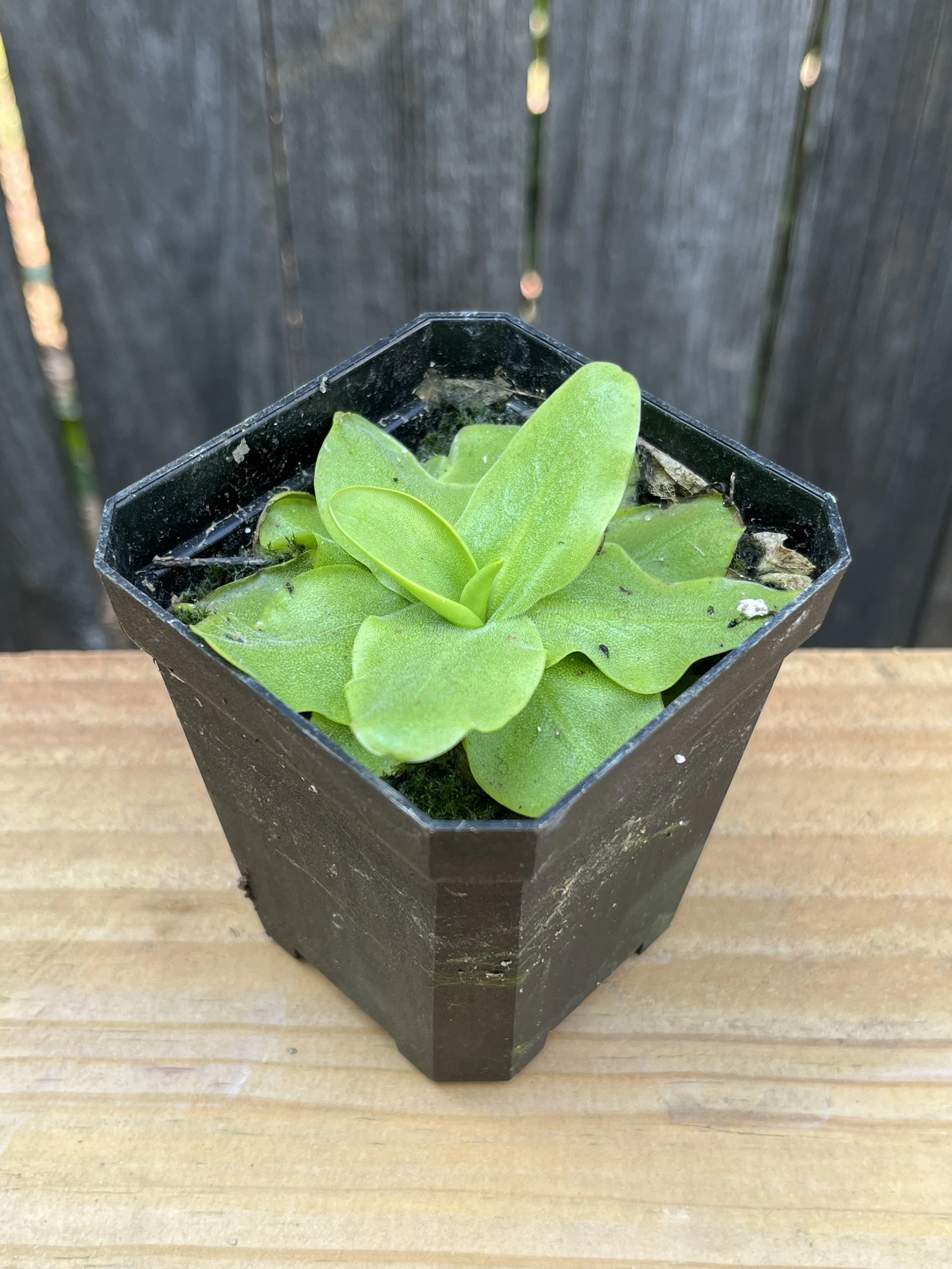 Pinguicula Grandiflora