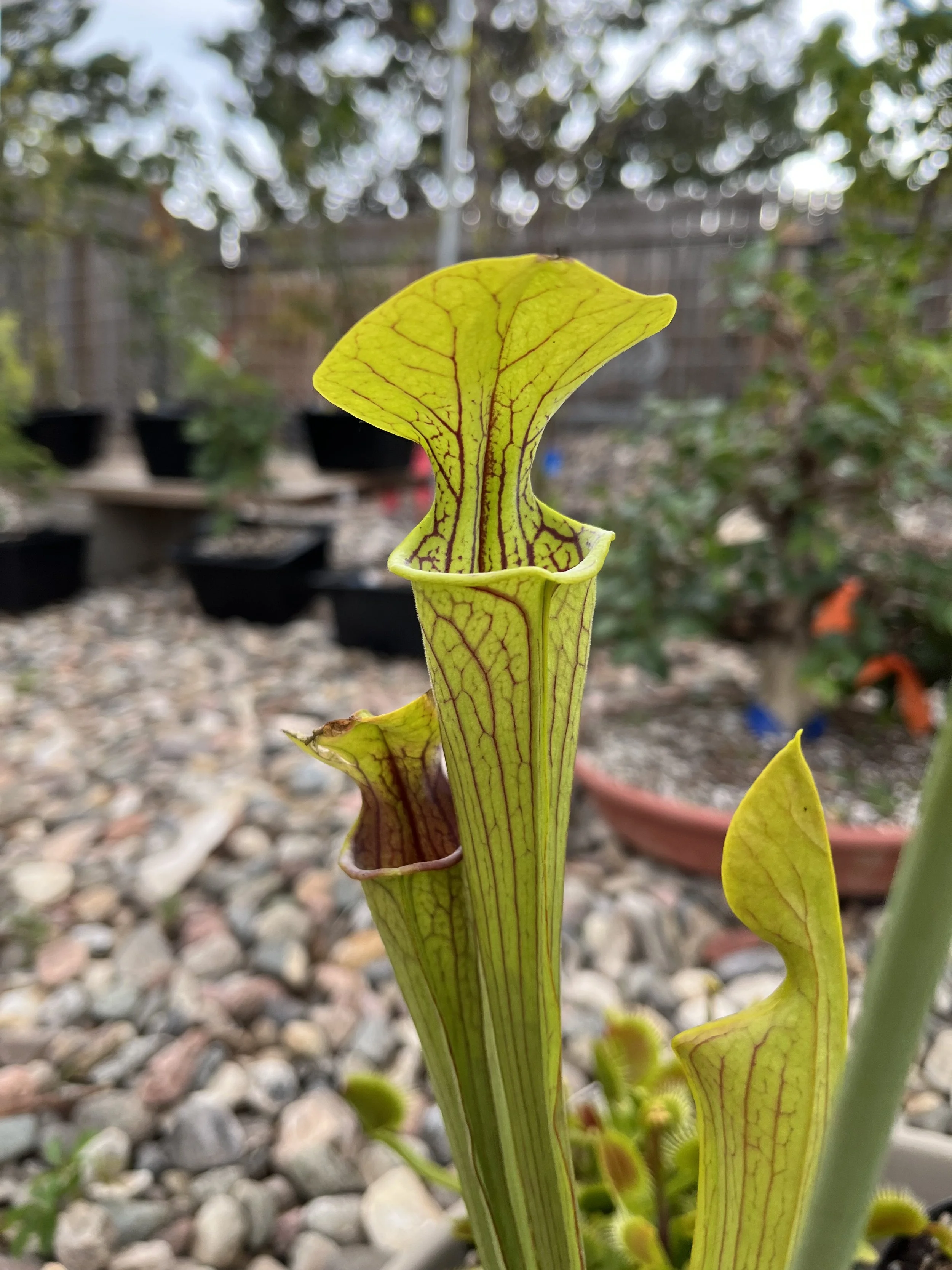 Sarracenia Care Sheet