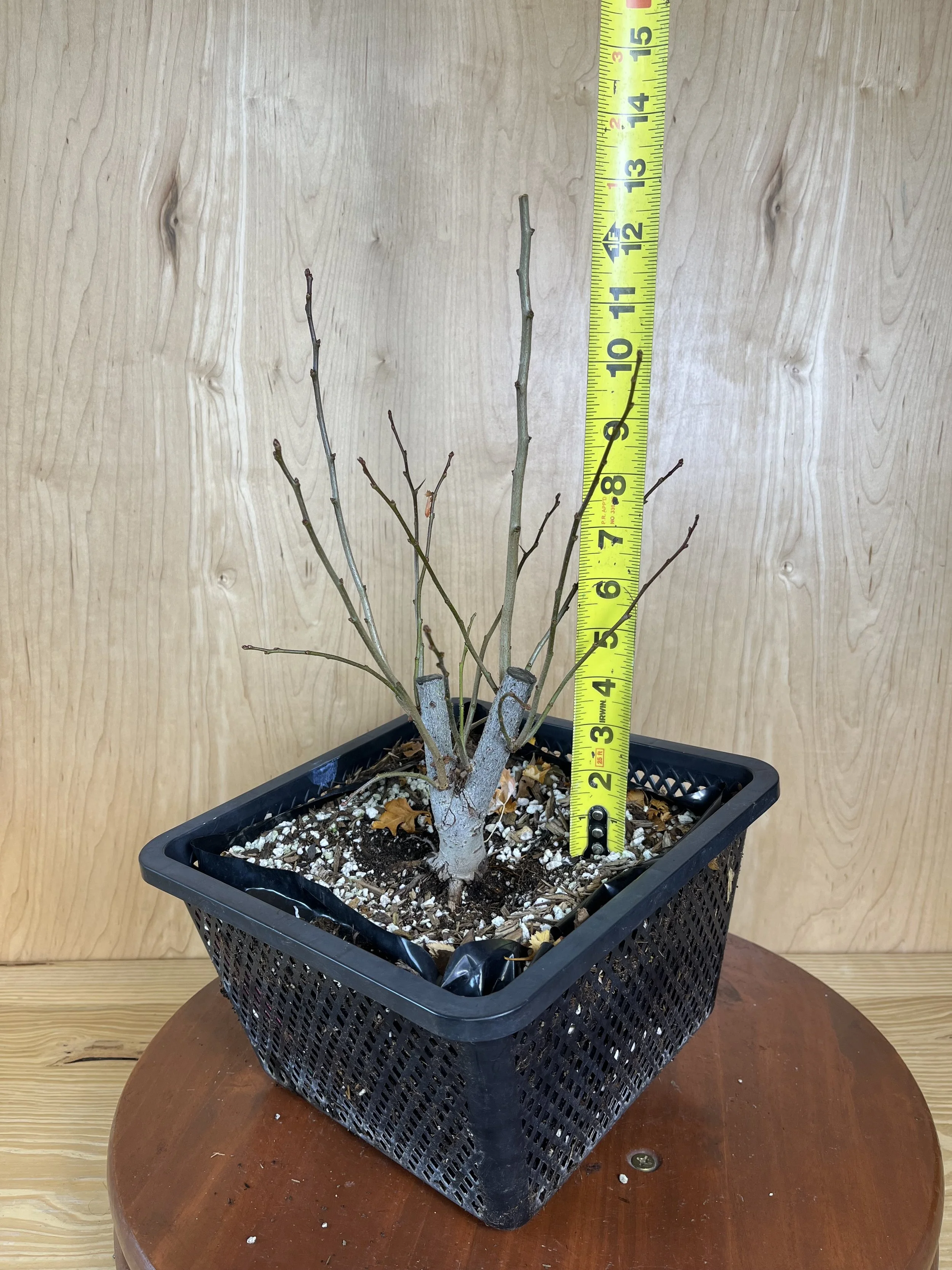 Crataegus ambigua (001), Russian Hawthorn Pre-Bonsai
