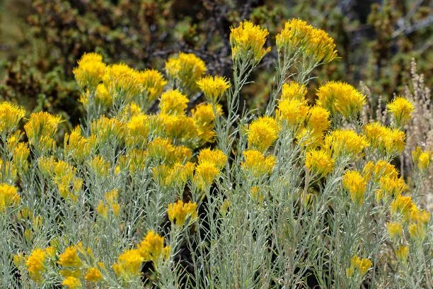 rabbitbrush.jpg