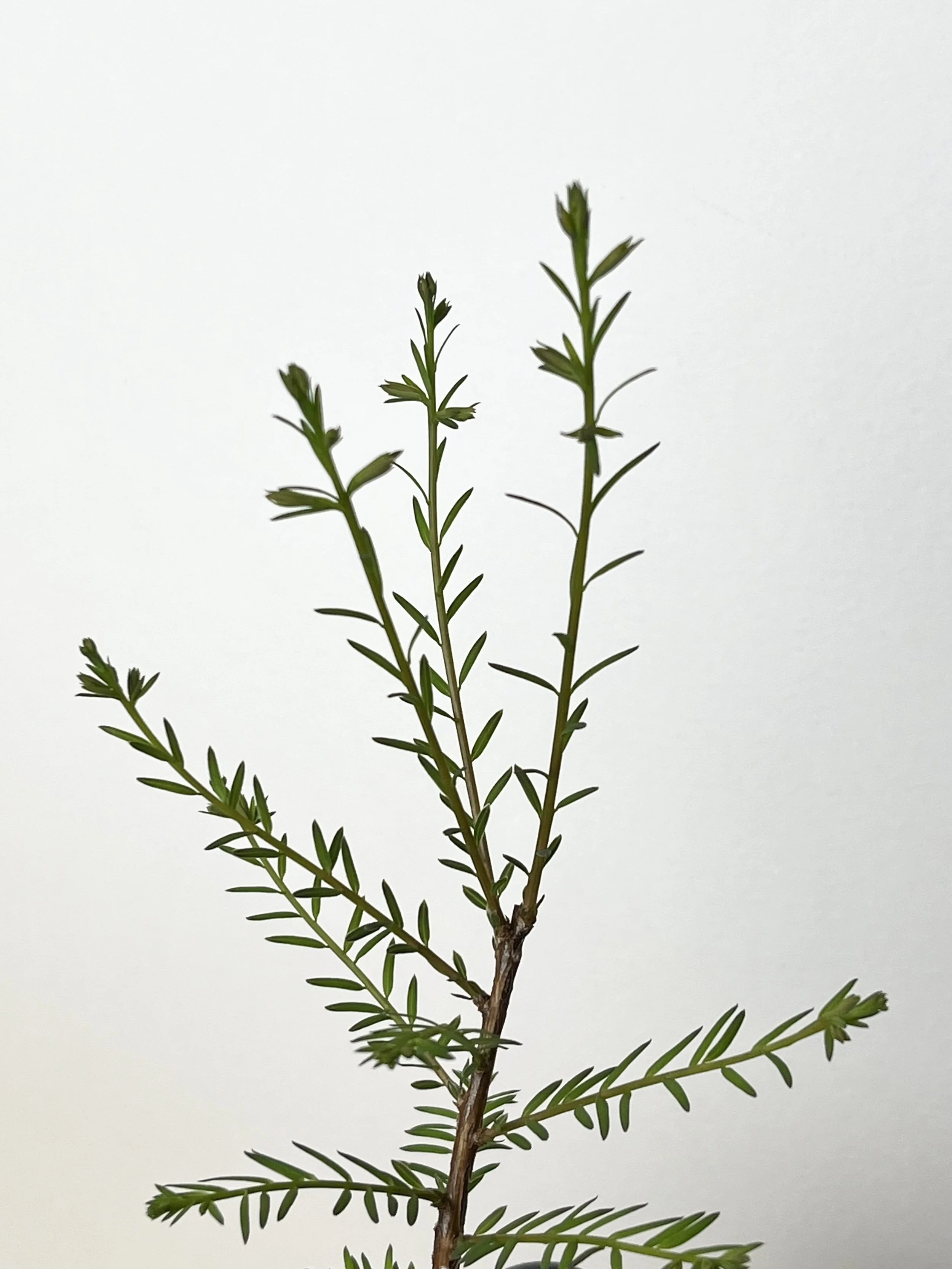 Taxodium distichum close.jpeg