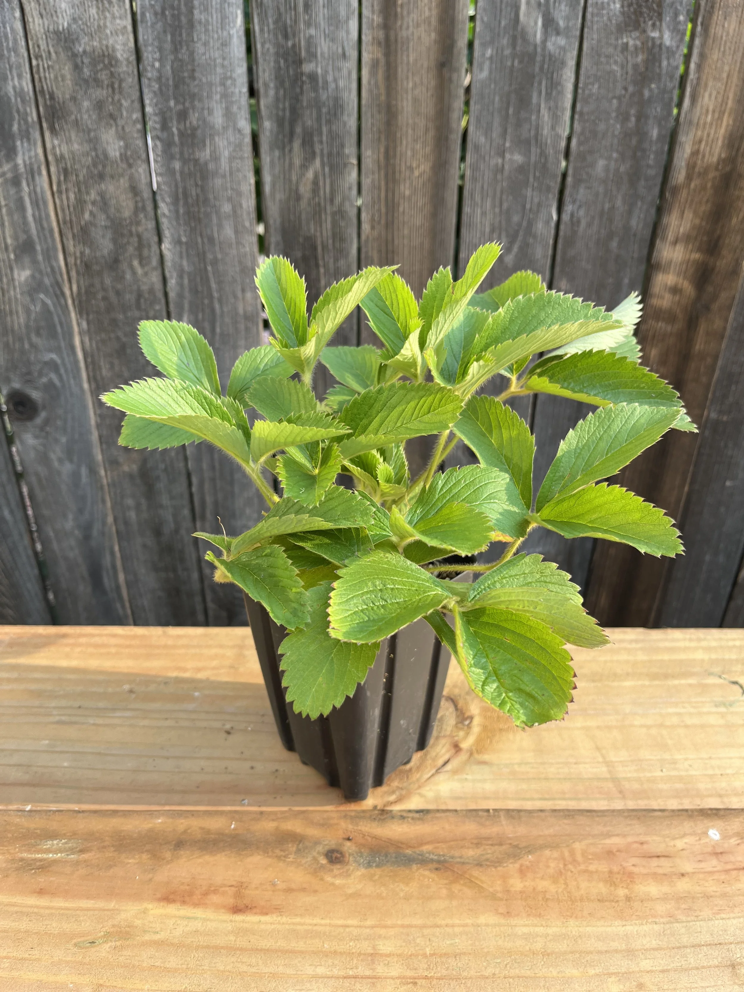 Fragaria virginiana, Wild Strawberry- 5" Deep Pot