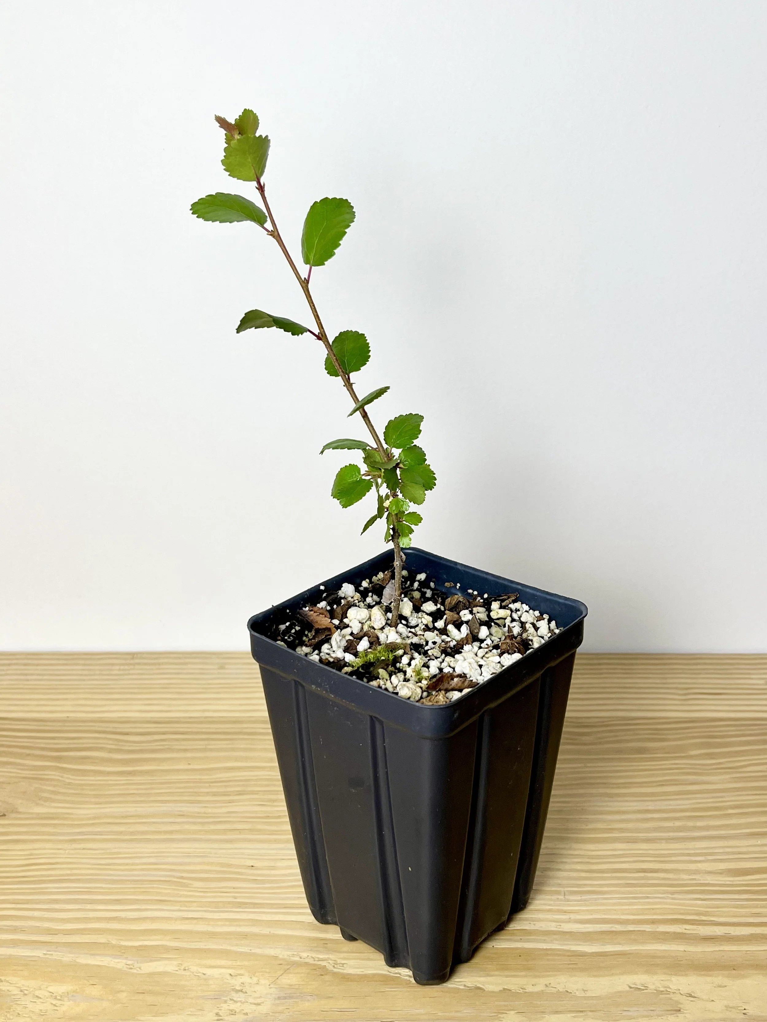 Betula glandulosa.jpeg