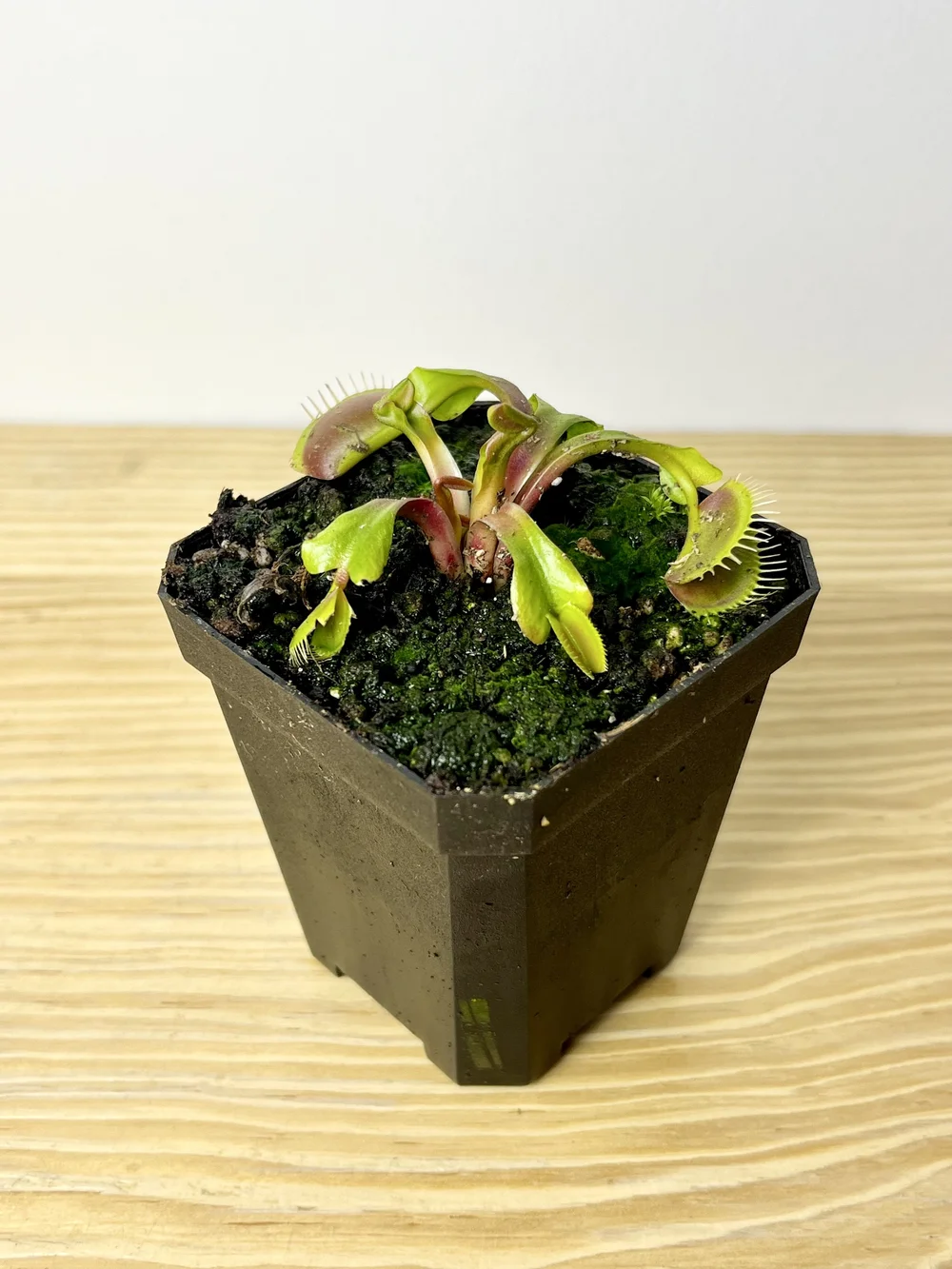 Dionaea muscipula, Venus flytrap — Hardy Bonsai