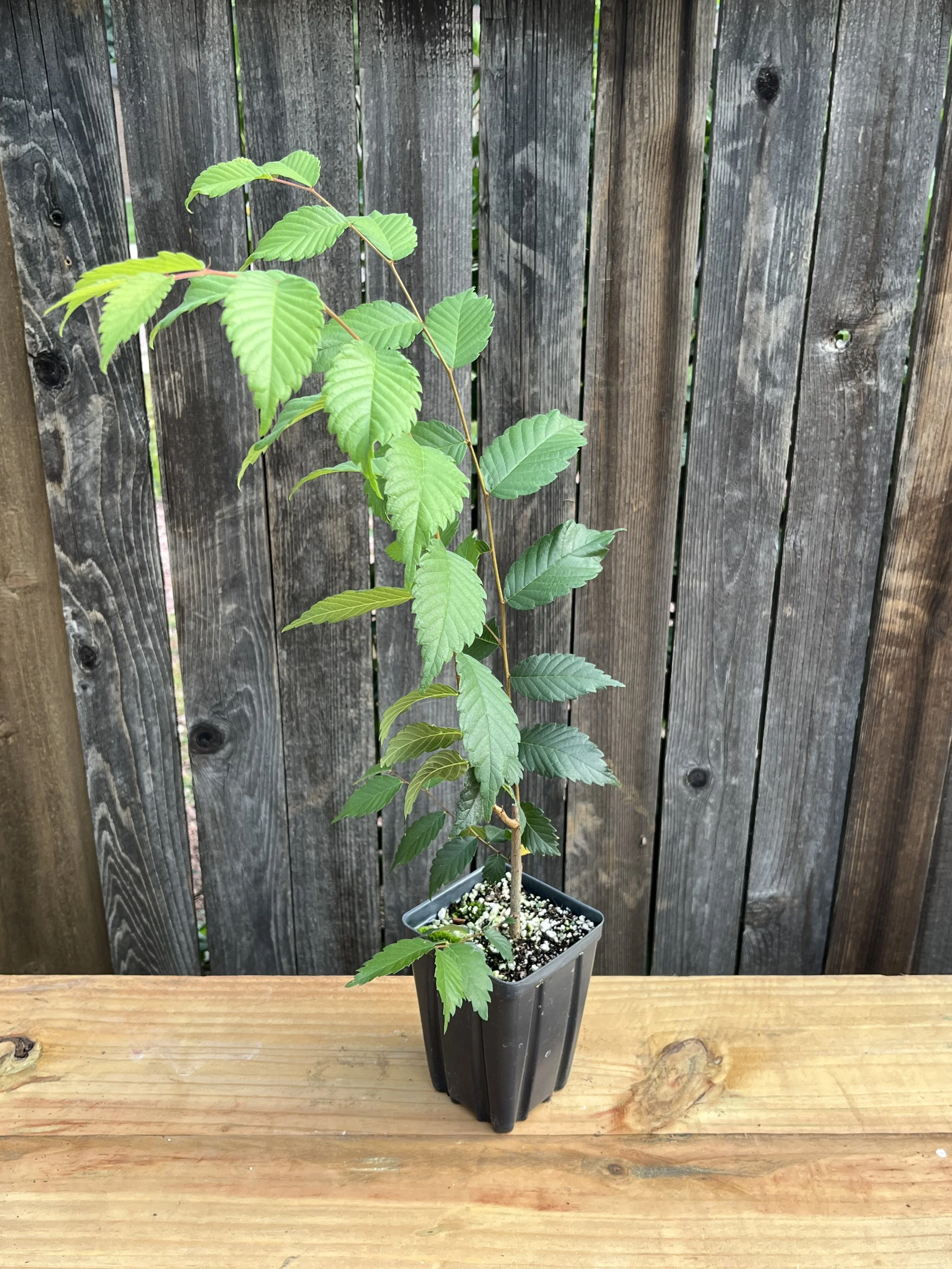 Zelkova serrata,  Japanese Zelkova Starter Tree