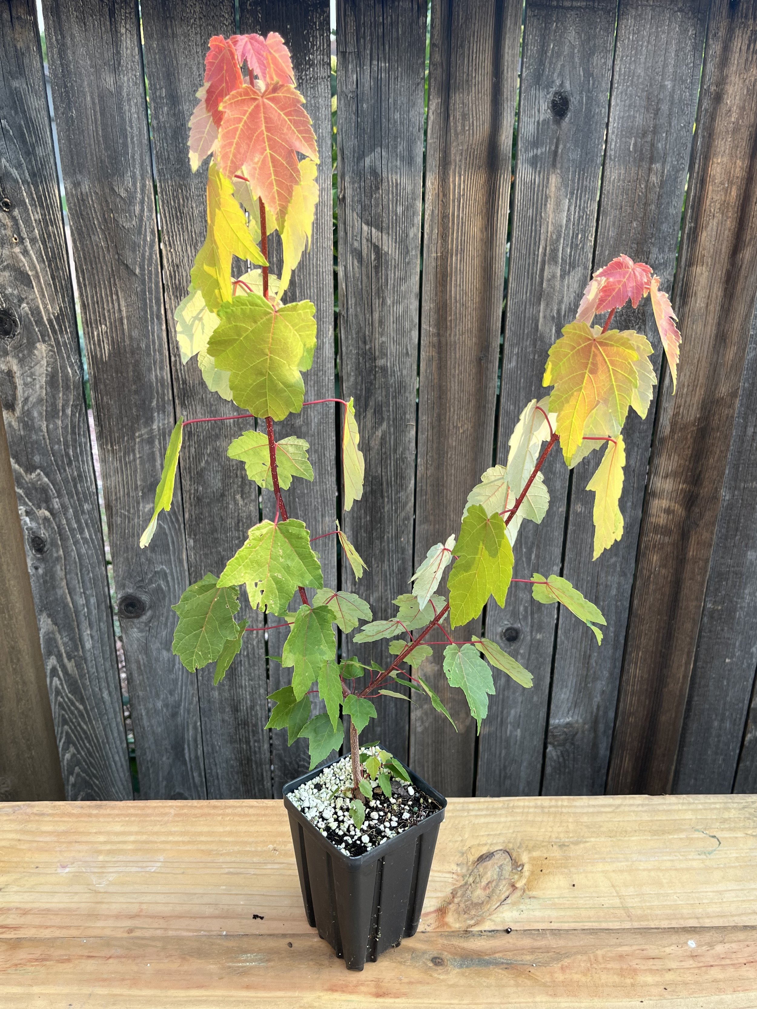 Acer rubrum, Red Maple Starter Tree