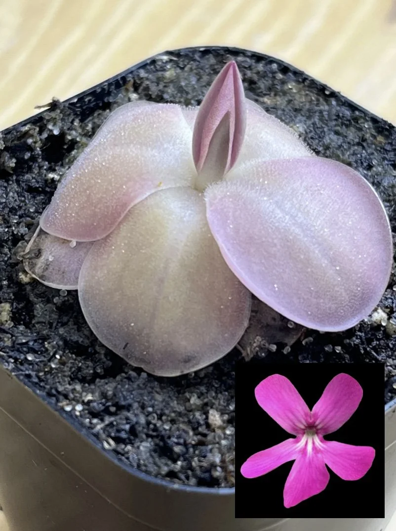 Pinguicula moranensis 'J', Butterwort