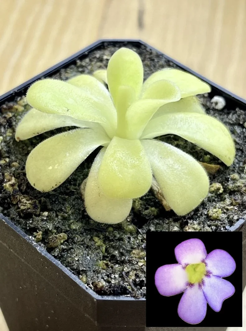 Pinguicula agnata, Butterwort