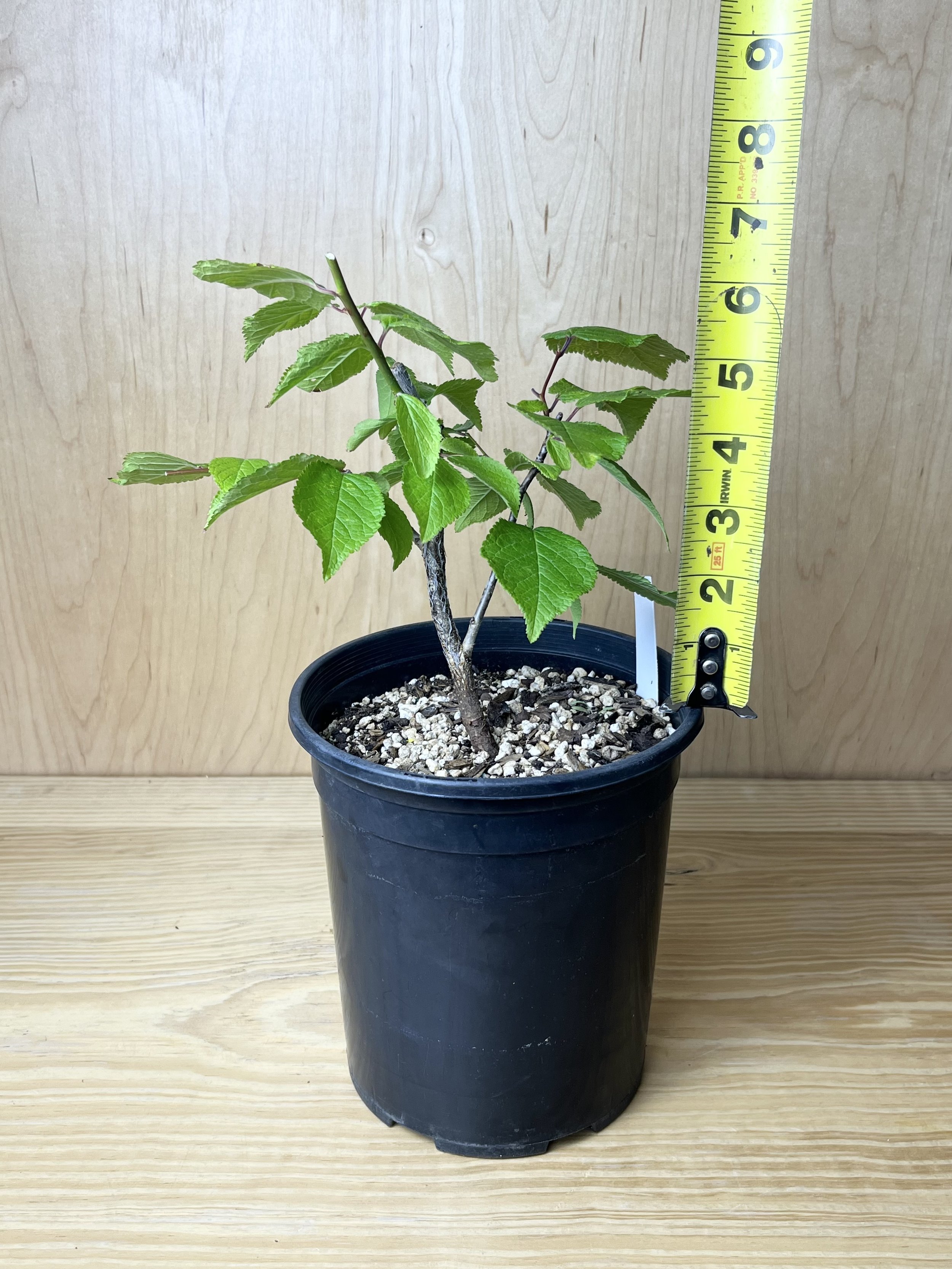 Prunus Mexicana, Mexican Plum