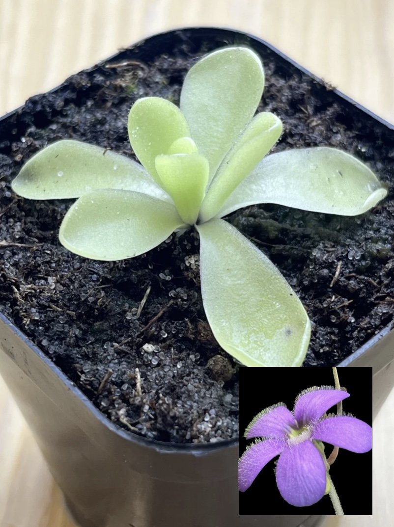 Pinguicula alfred lau, Butterwort