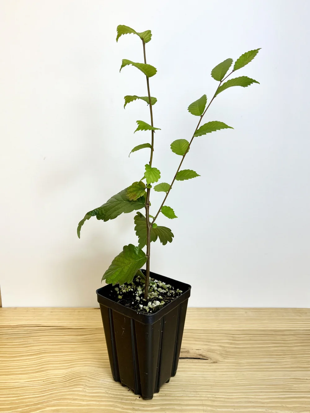 Zelkova serrata, Japanese Zelkova Starter Tree  Hardy Bonsai