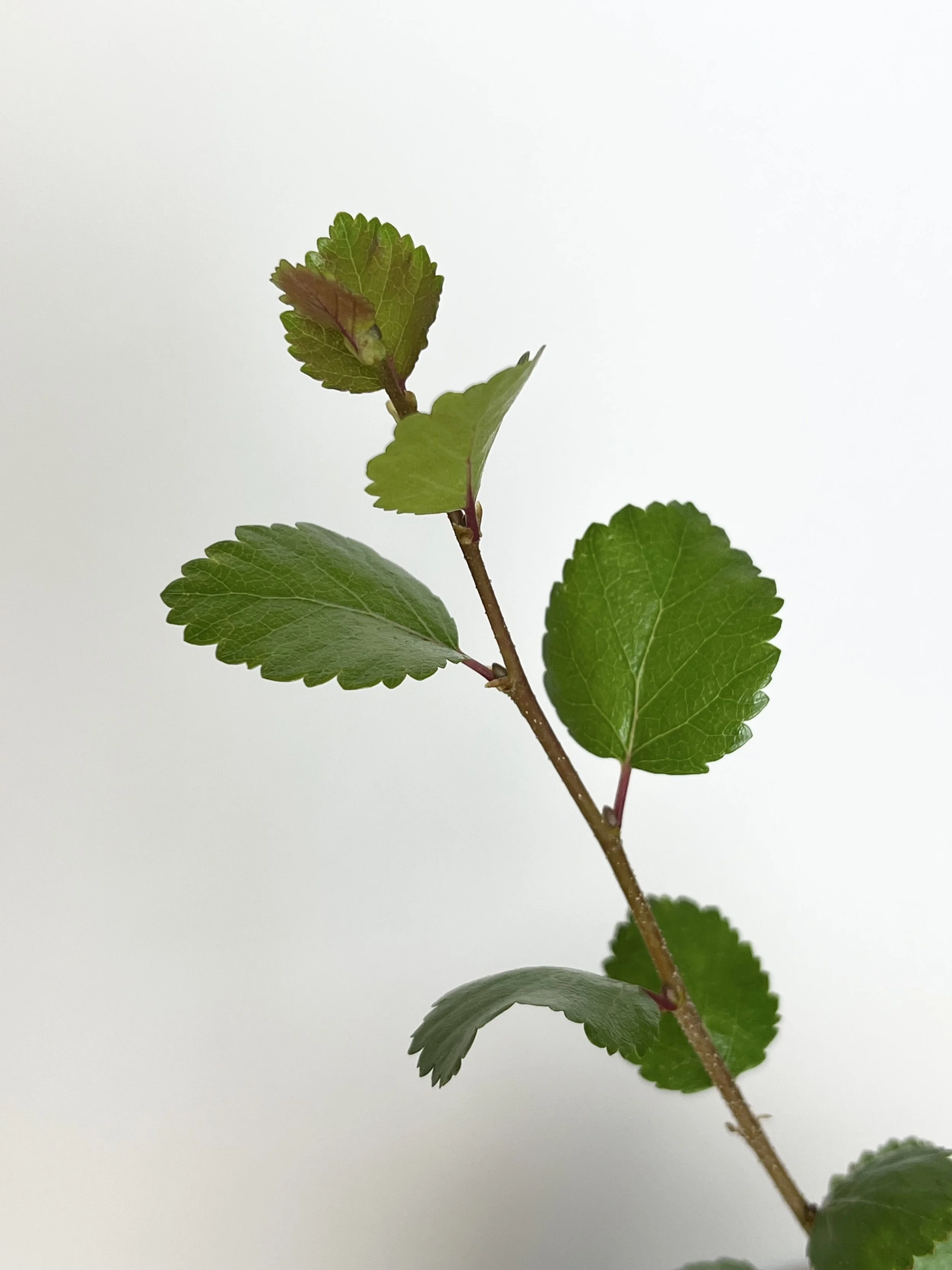 Betula glandulosa close.jpeg