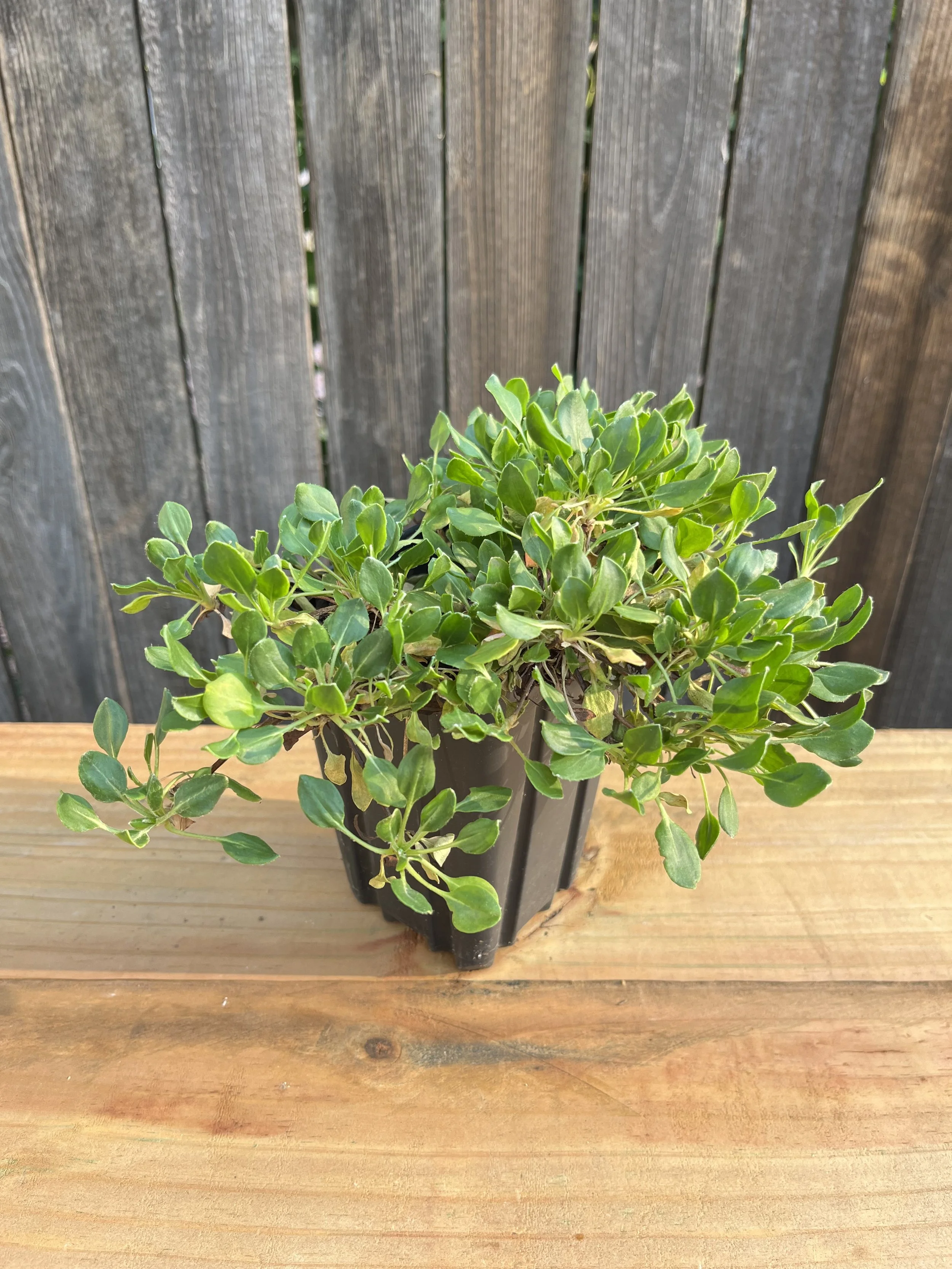 Eriogonum umbellatum, Sulpher-Flower Buckwheat- 5" Deep Pot