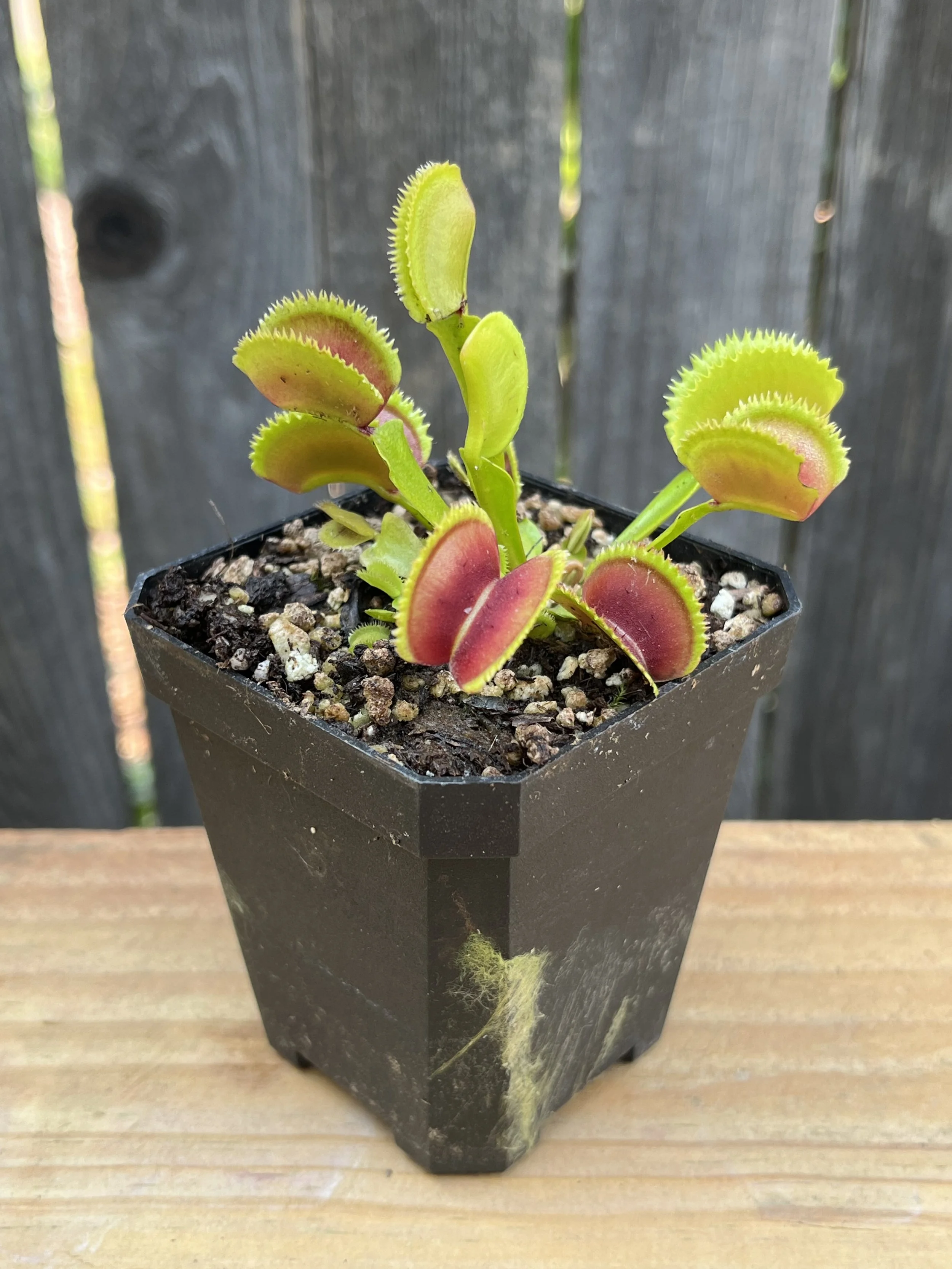 Dionaea muscipula 'Sawtooth', Venus flytrap