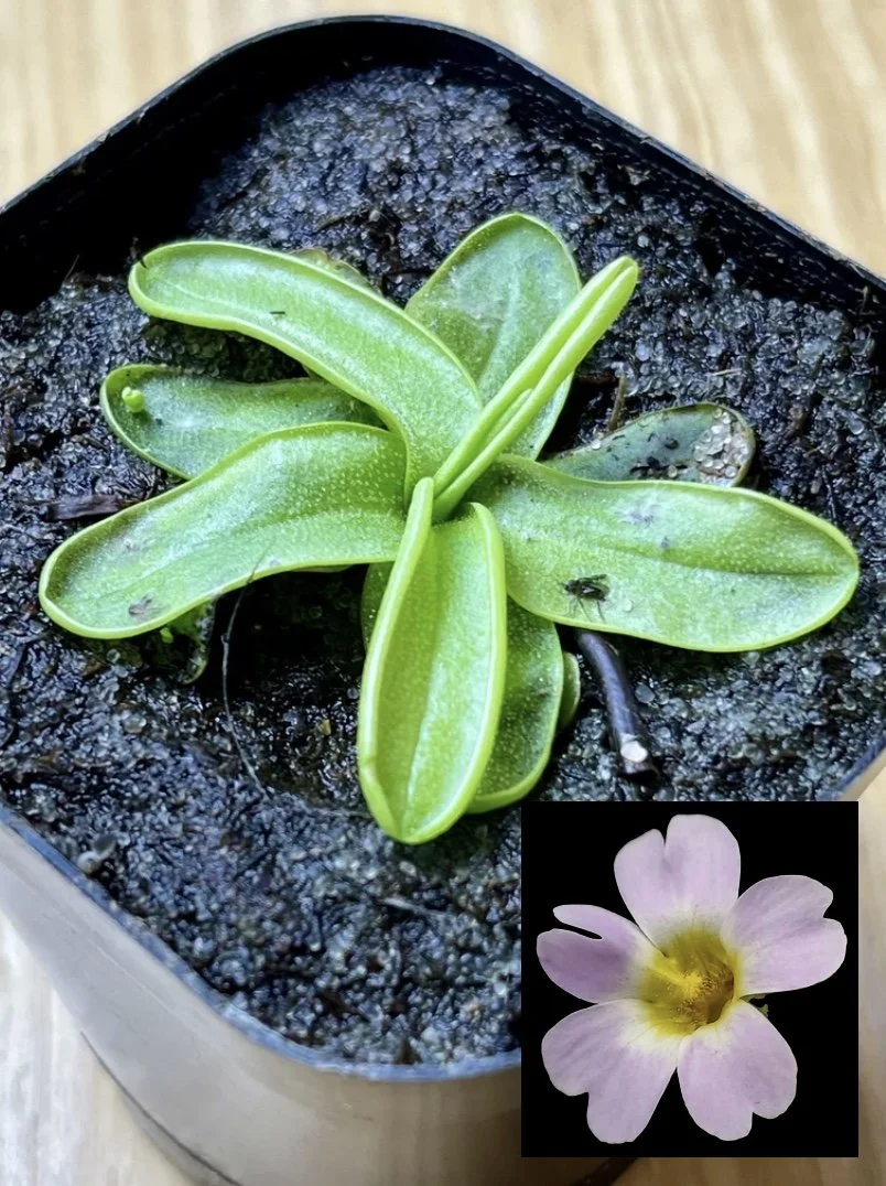 Pinguicula primuliflora