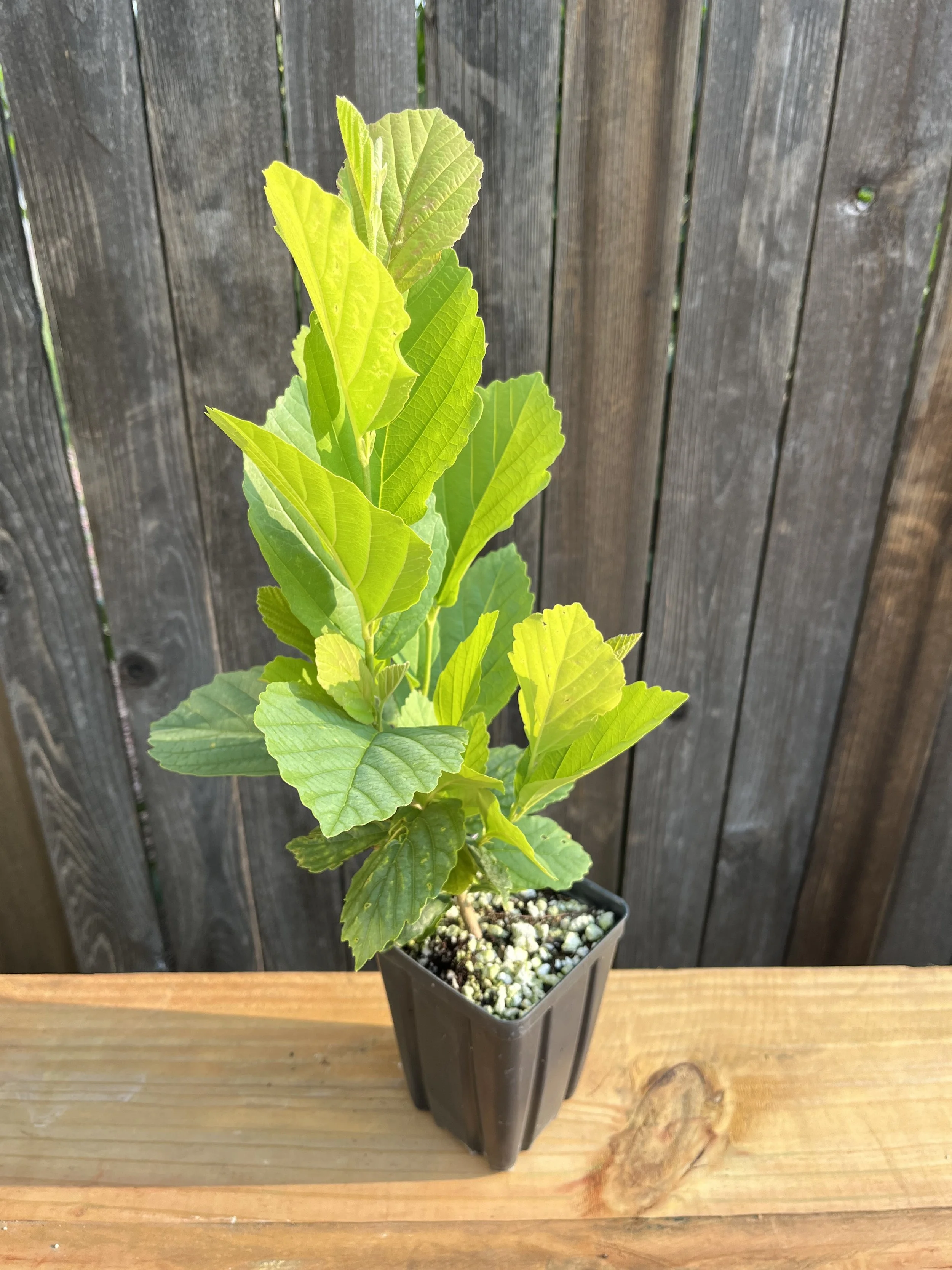 Hamamelis virginiana, American Witch Hazel Starter Tree