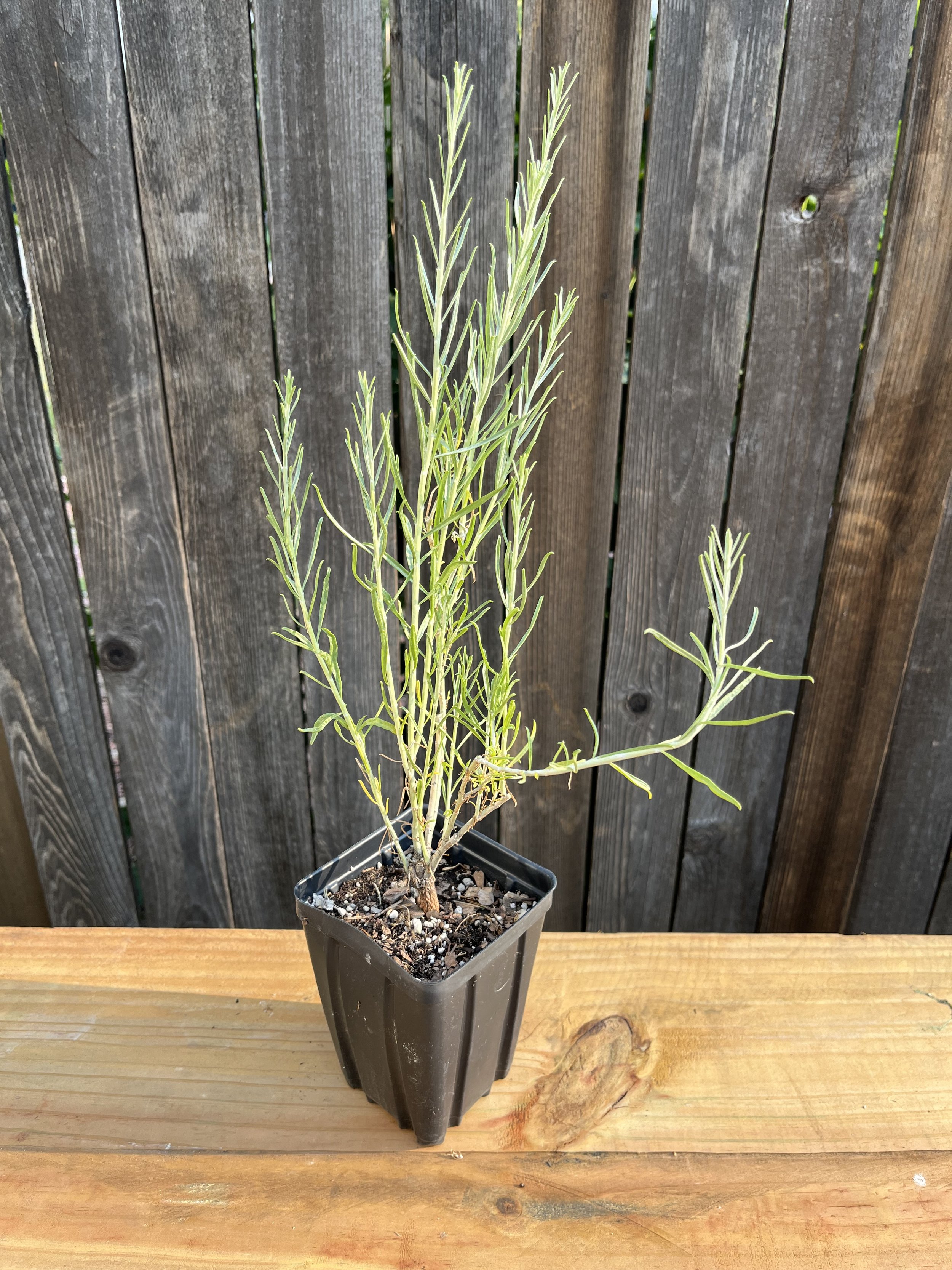 Ericameria nauseosa var. nauseosa, Tall Blue Rabbitbrush- 5" Deep Pot