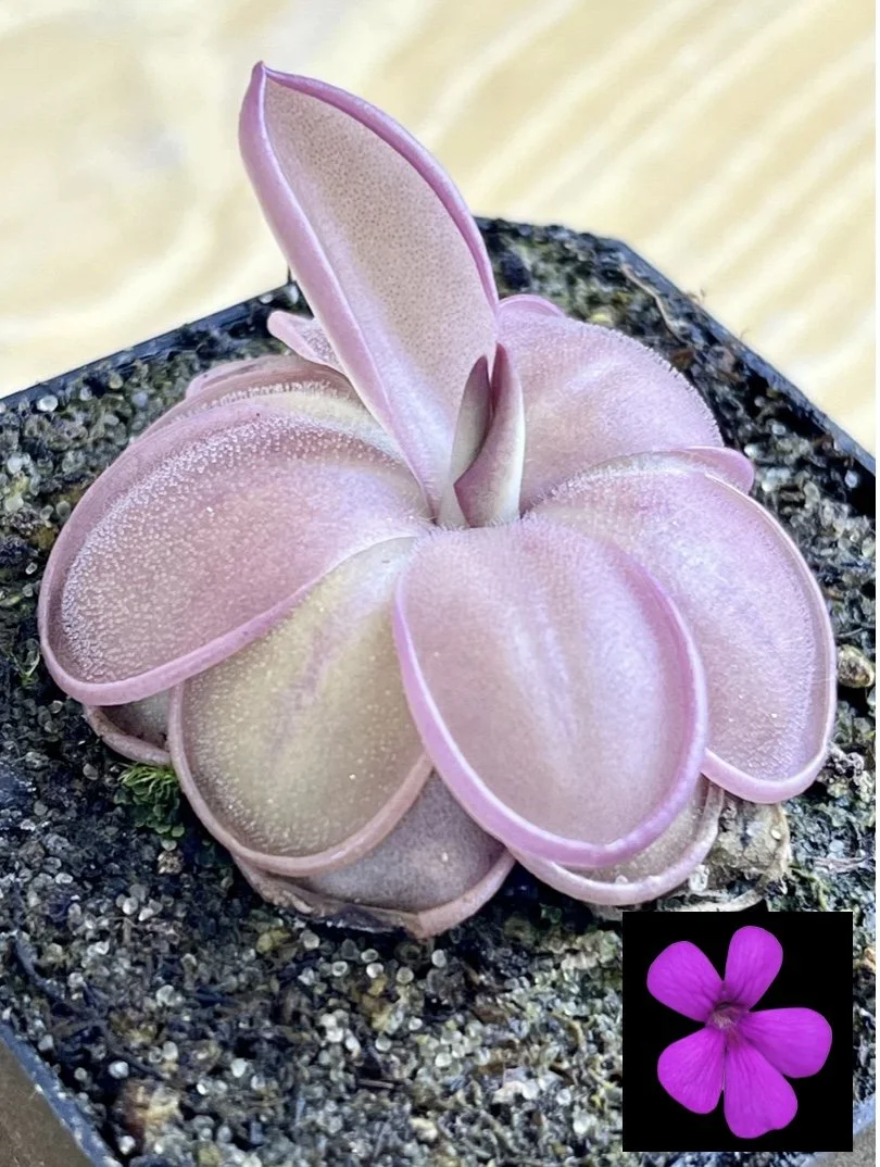 Pinguicula hemiepiphytica, Butterwort
