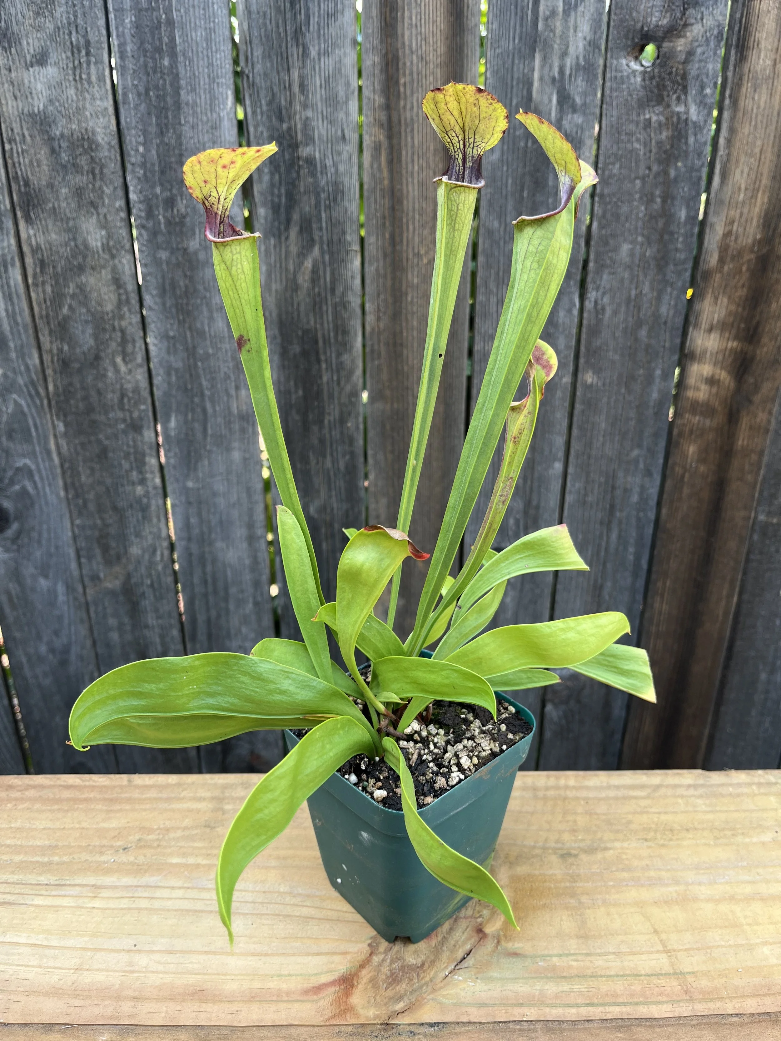 Sarracenia oreophila 'MK017' (Purple Throat) Carnivorous Plant (ships only in CO)