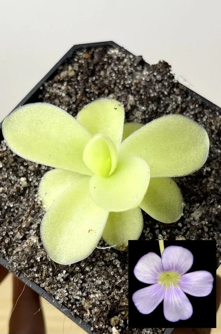 Image 4-28-26 at 12.42 PM (2).jpg