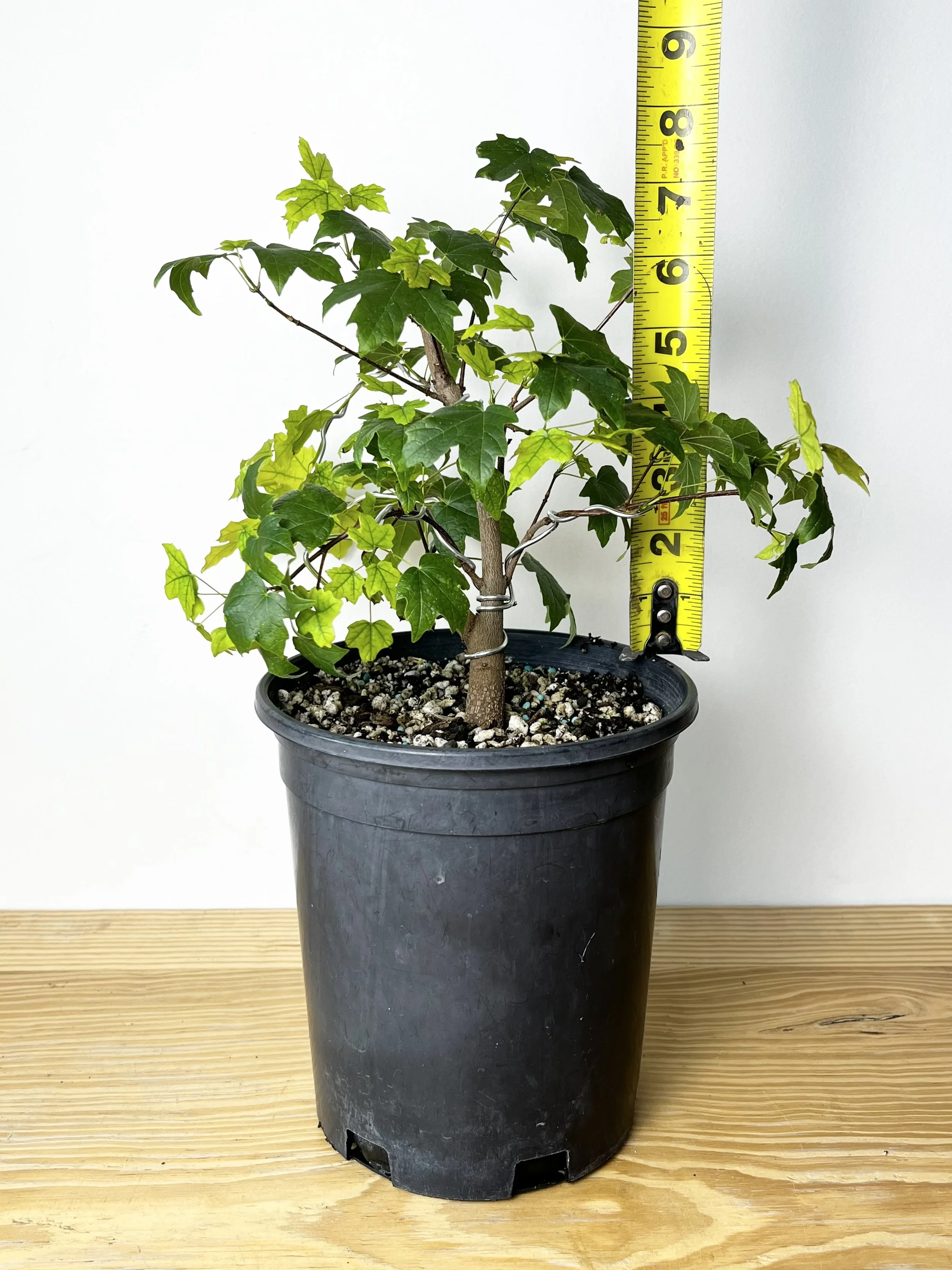 Acer leucoderme, Chalk Maple (01) Bonsai Tree