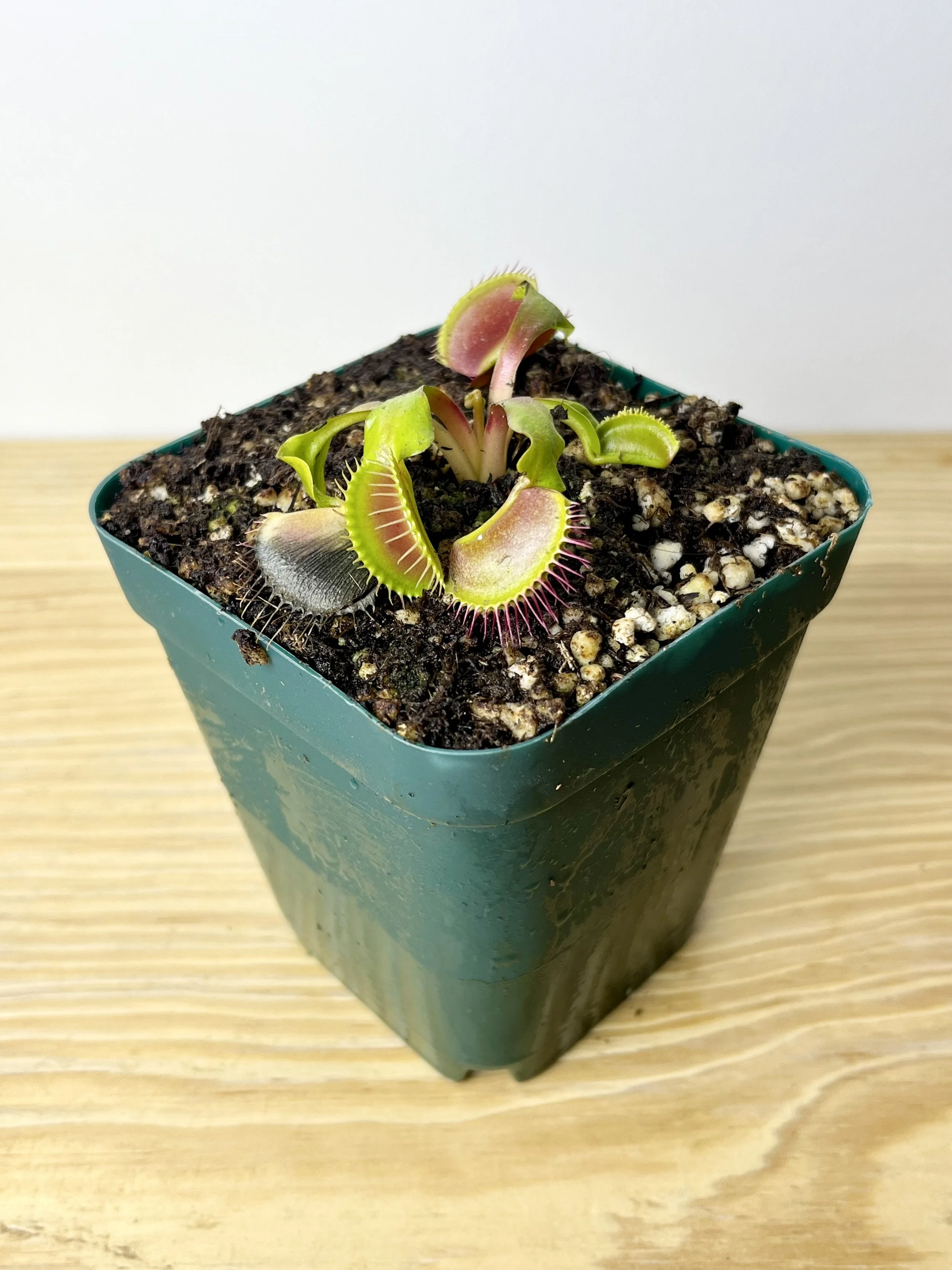Dionaea muscipula, Venus Flytrap 'B52'