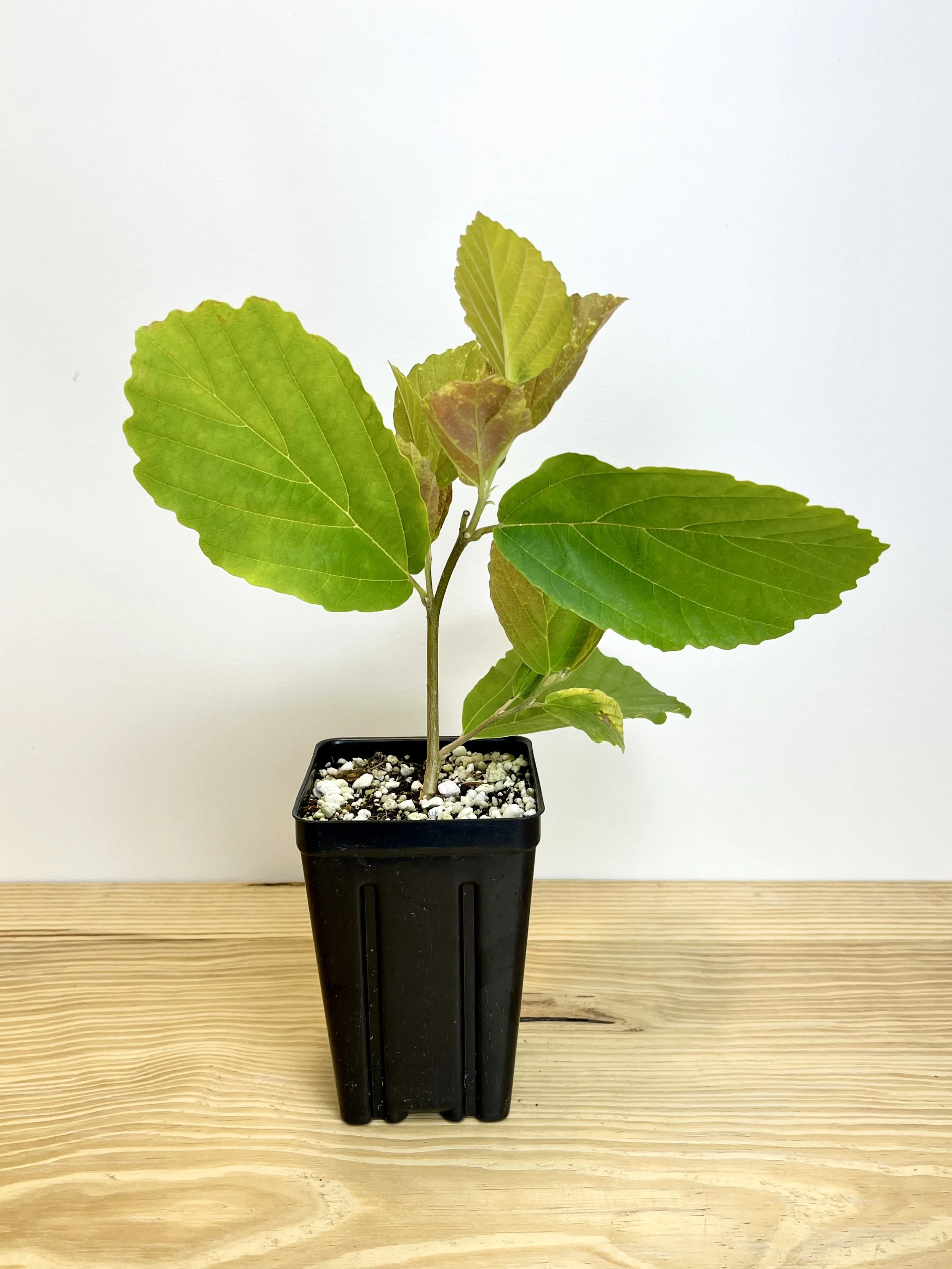 Hamamelis virginiana, American Witch Hazel Starter Tree