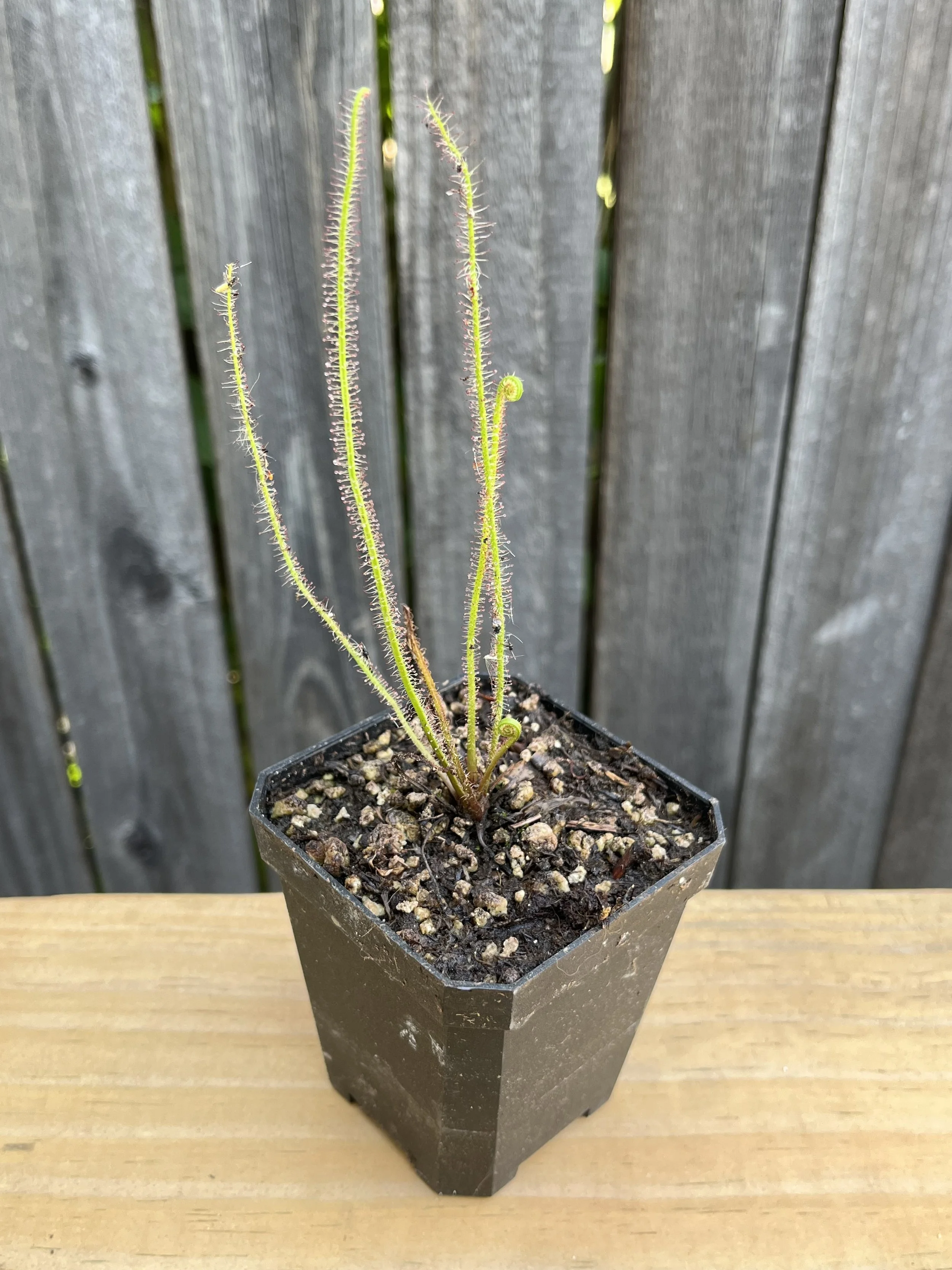 Drosera filiformis
