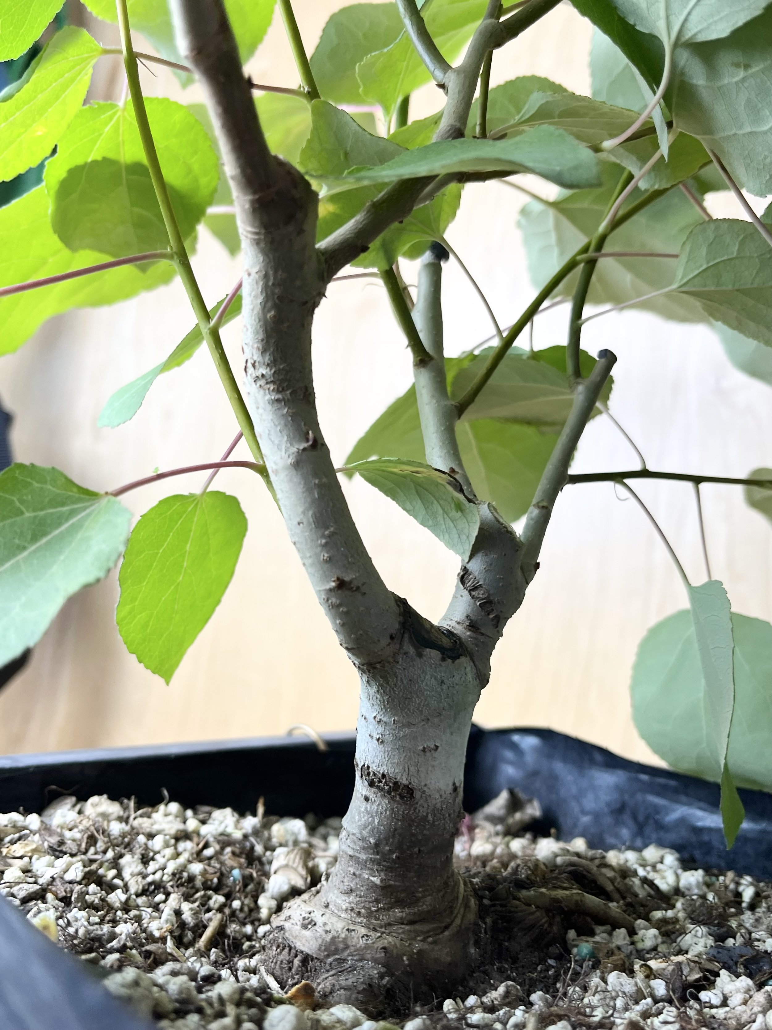 Populus tremuloides, Quaking Aspen (09) Pre-Bonsai Tree