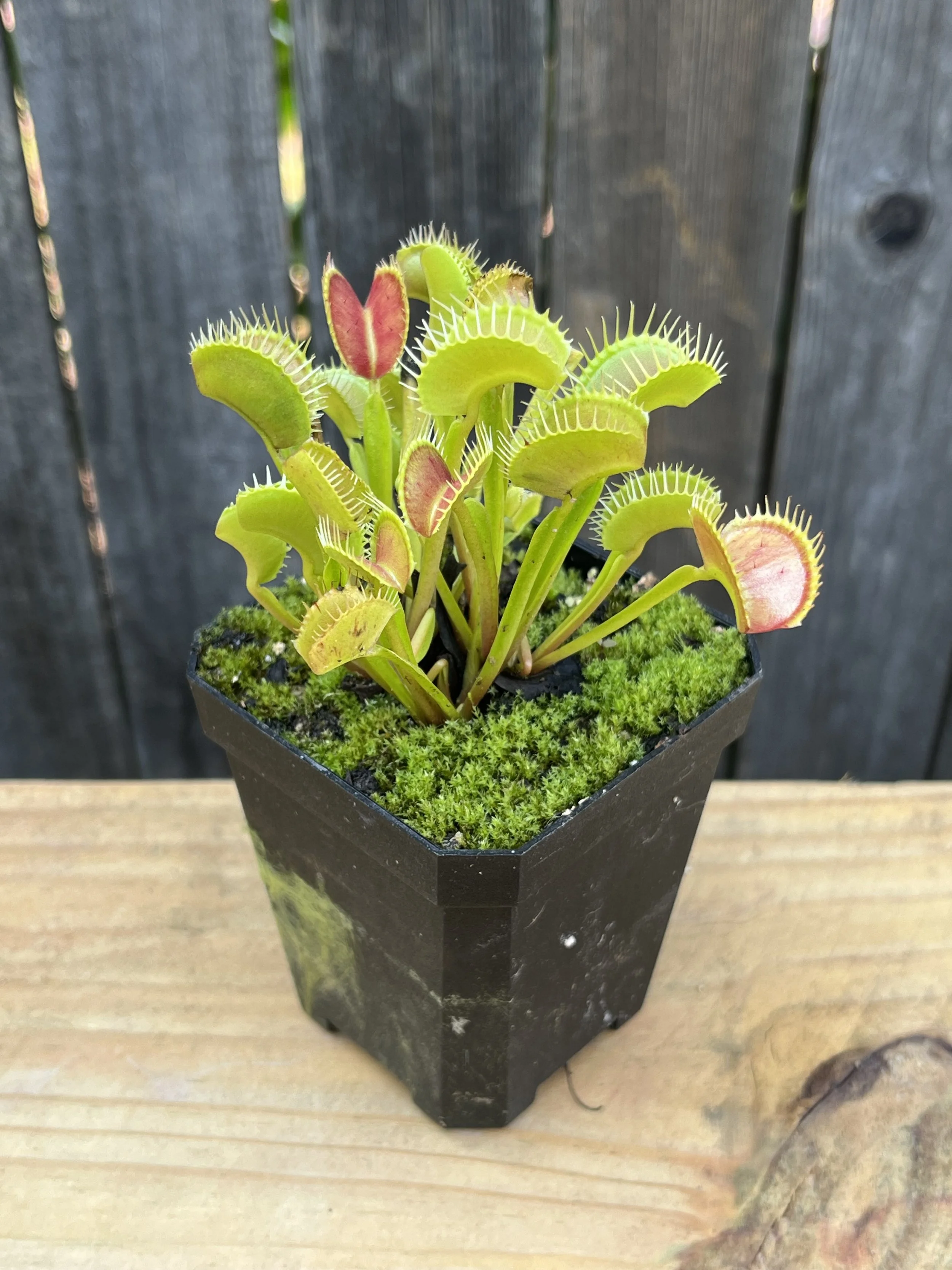 Dionaea muscipula, Venus flytrap