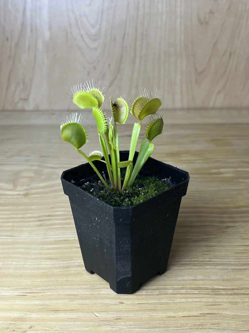Dionaea muscipula, Venus flytrap — Hardy Bonsai