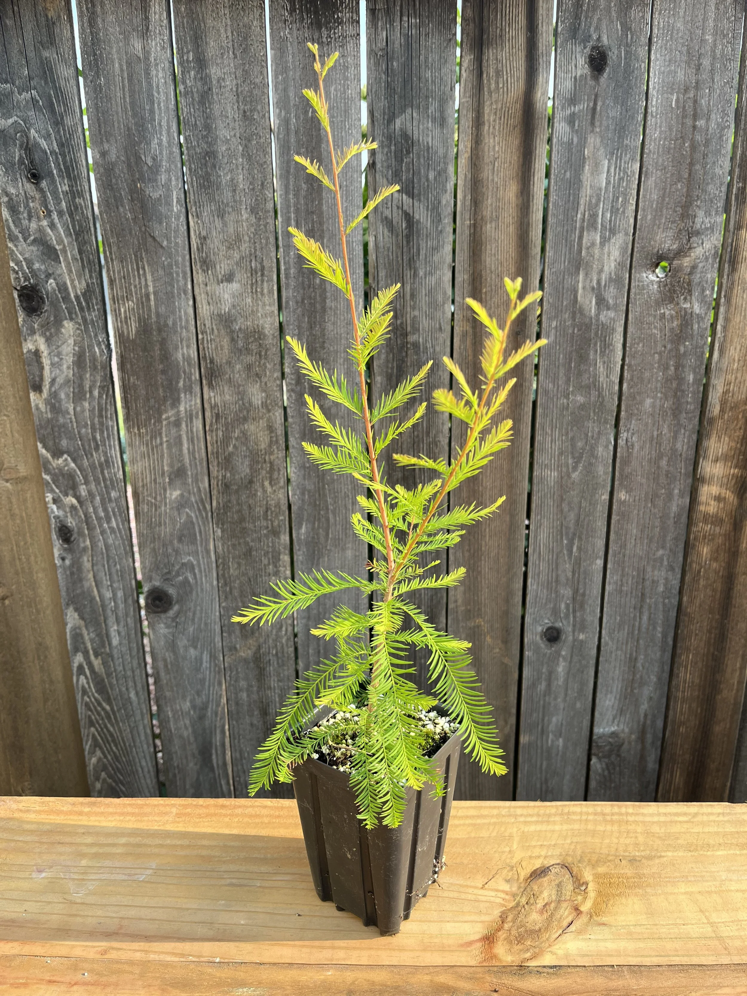 Taxodium distichum, Bald Cypress Starter Tree