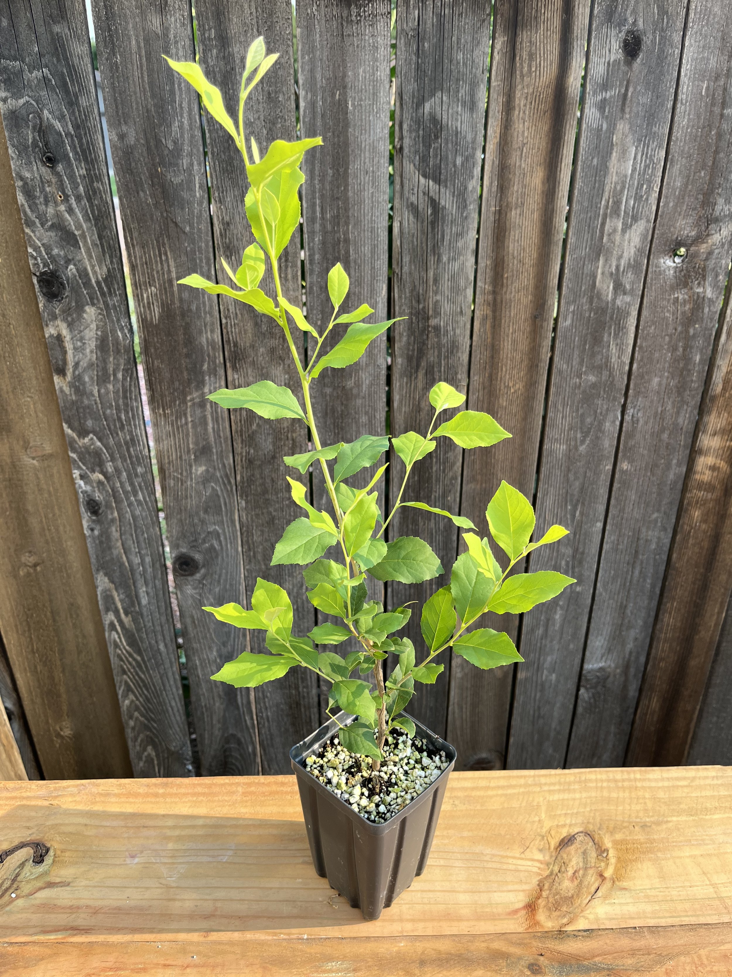Styrax americanus, American snowbell Starter Tree