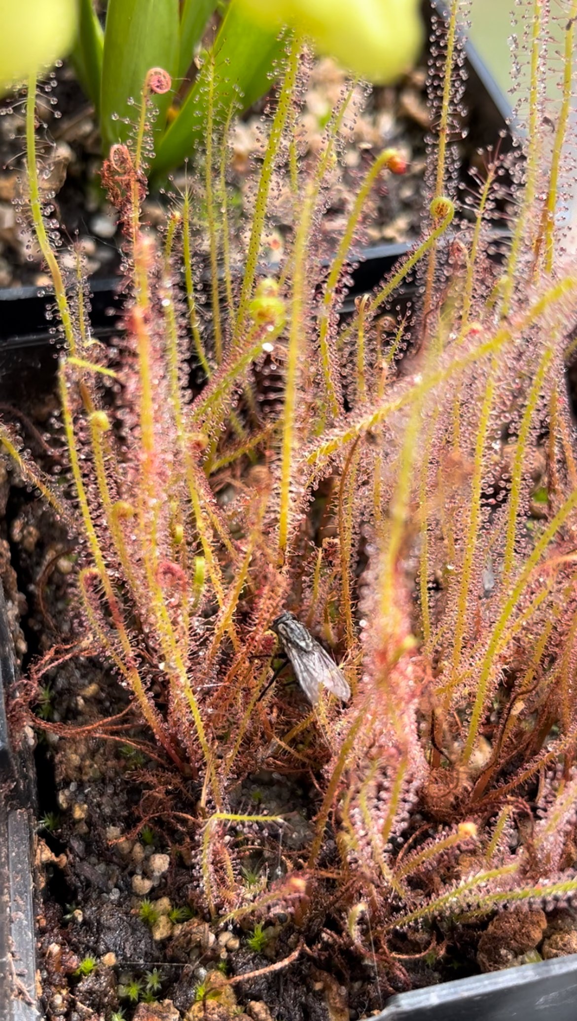 Drosera Care Sheet