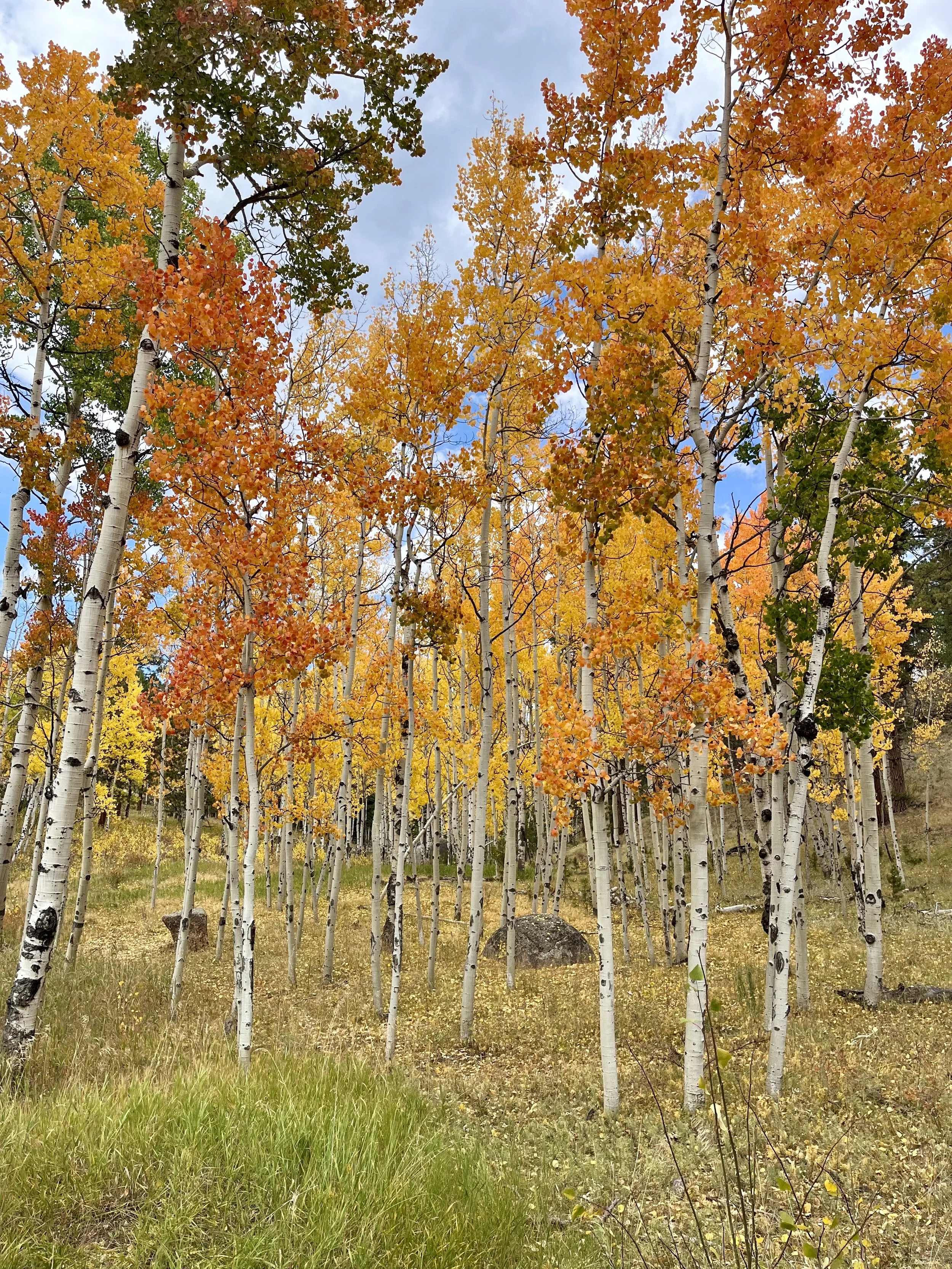 (Beginner) Bonsai Class- Populus tremuloides, Quaking Aspen