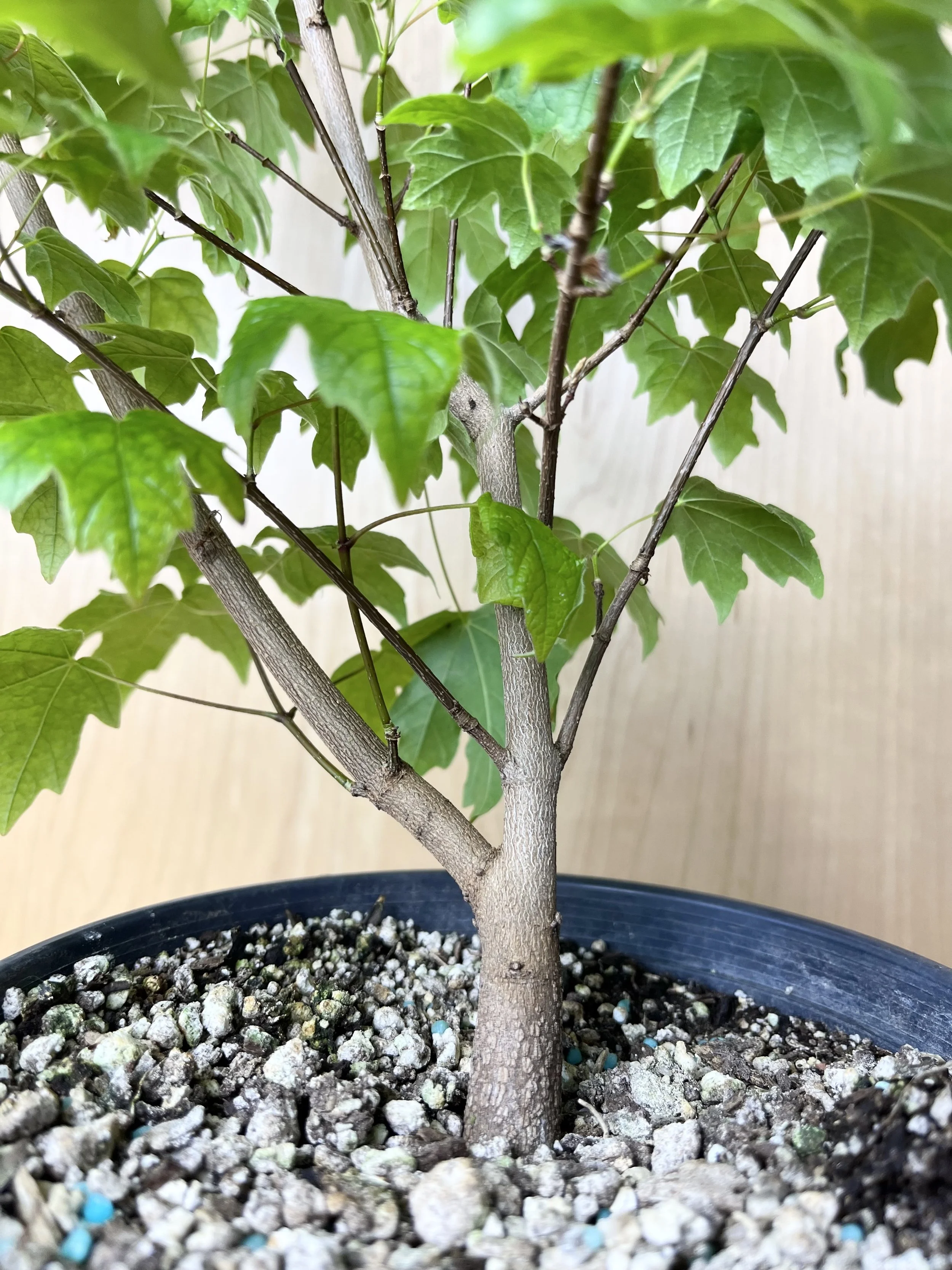 Acer leucoderme, Chalk Maple (01) Pre-Bonsai Tree