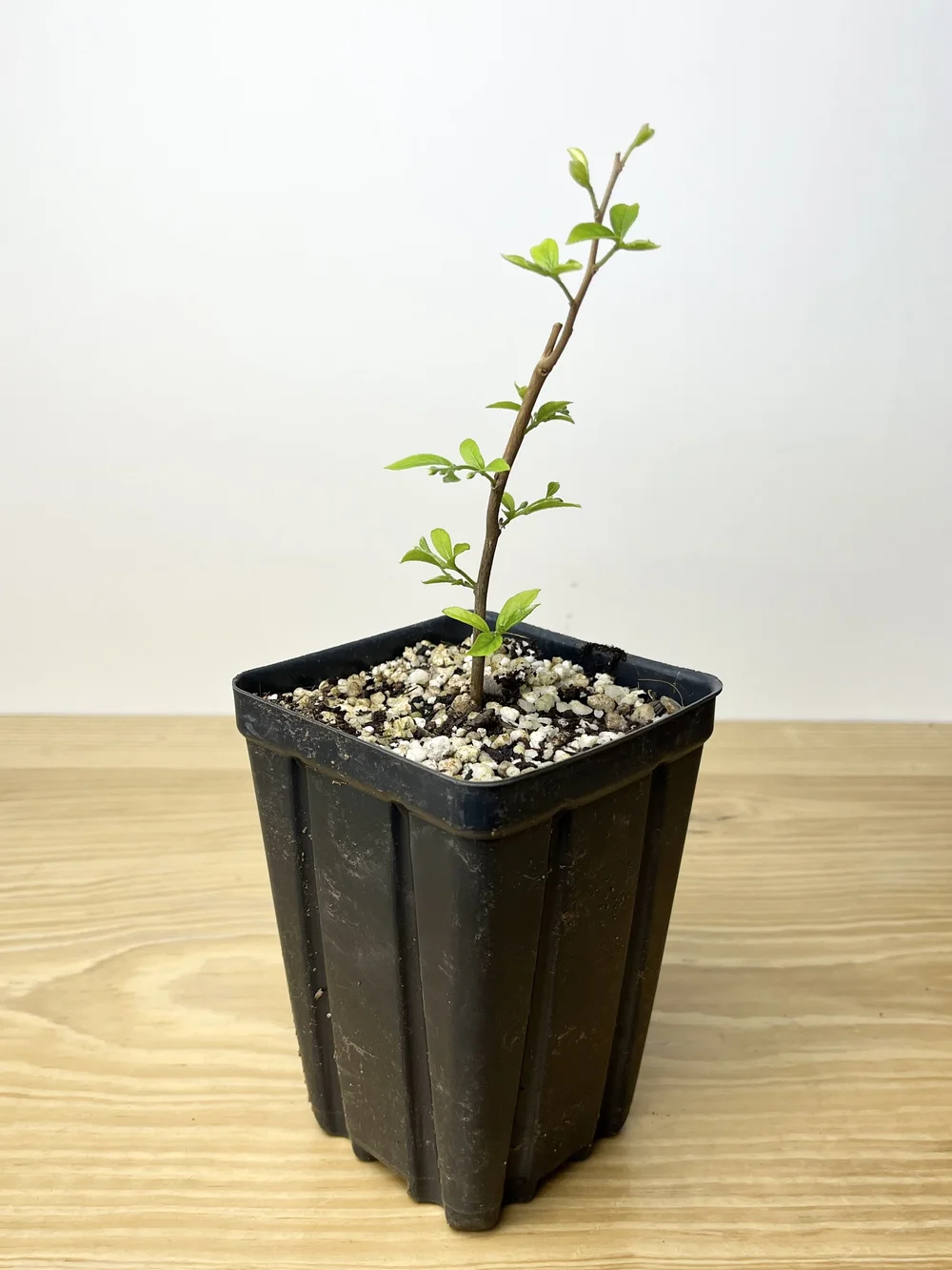 Styrax americanus, American snowbell  Hardy Bonsai