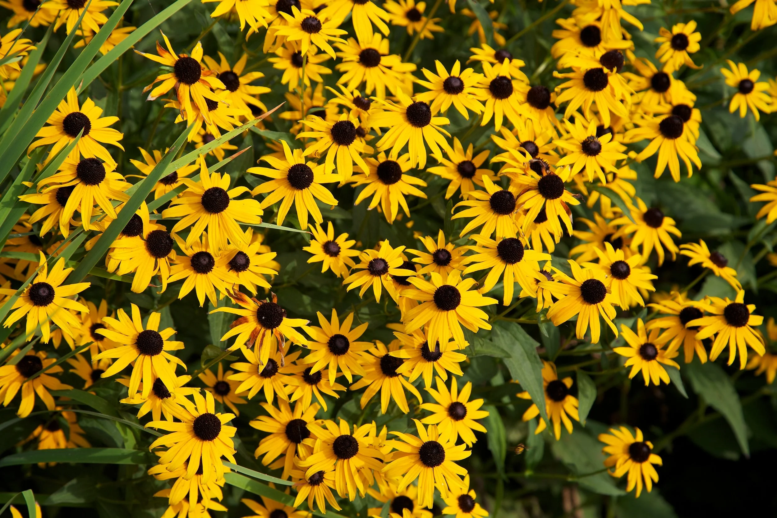 1,000 Black Eyed Susan Seeds, Rudbeckia Hirta "Hardy Batch"