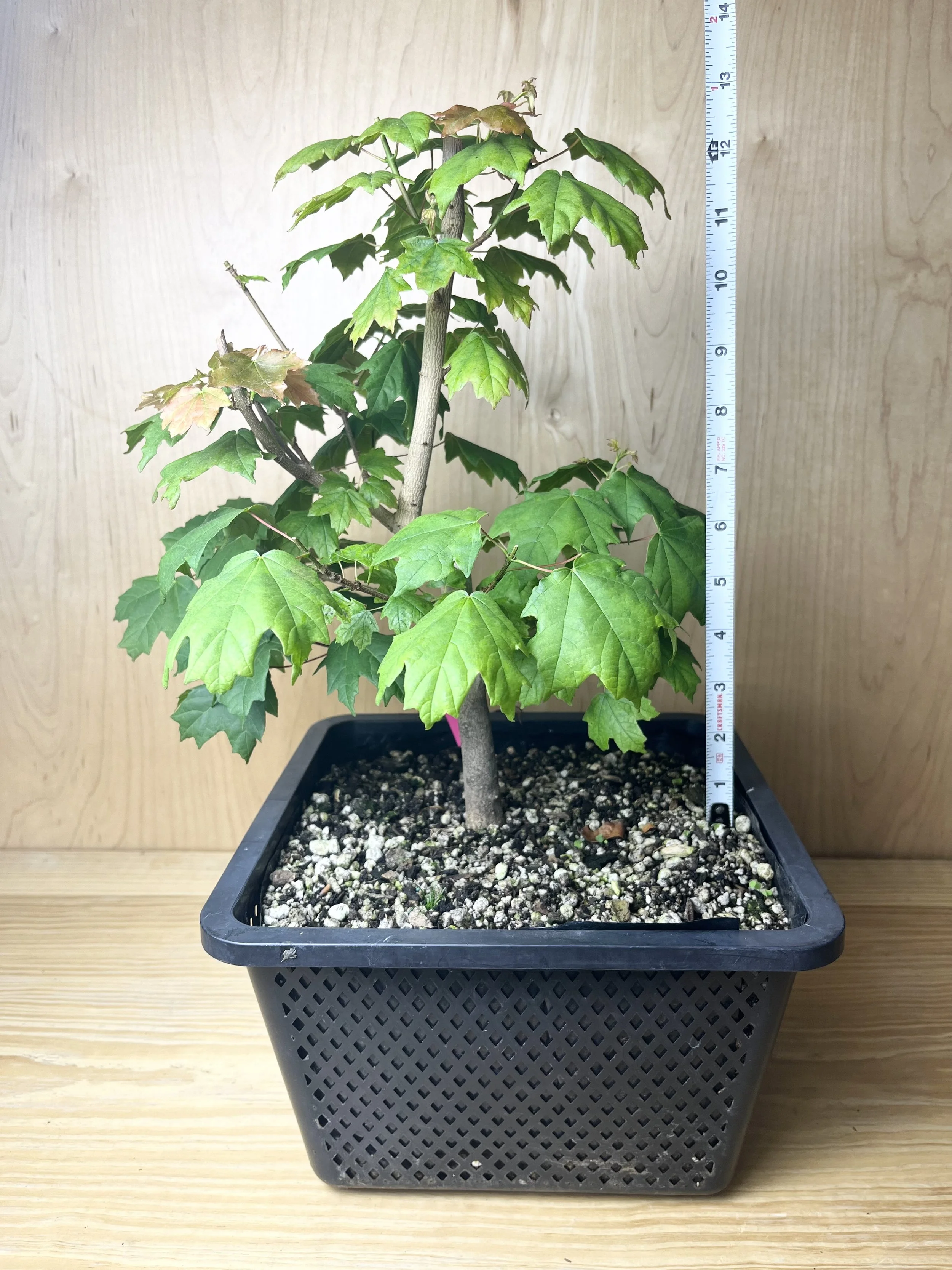 Acer leucoderme, Chalk Maple (02) Pre-Bonsai Tree