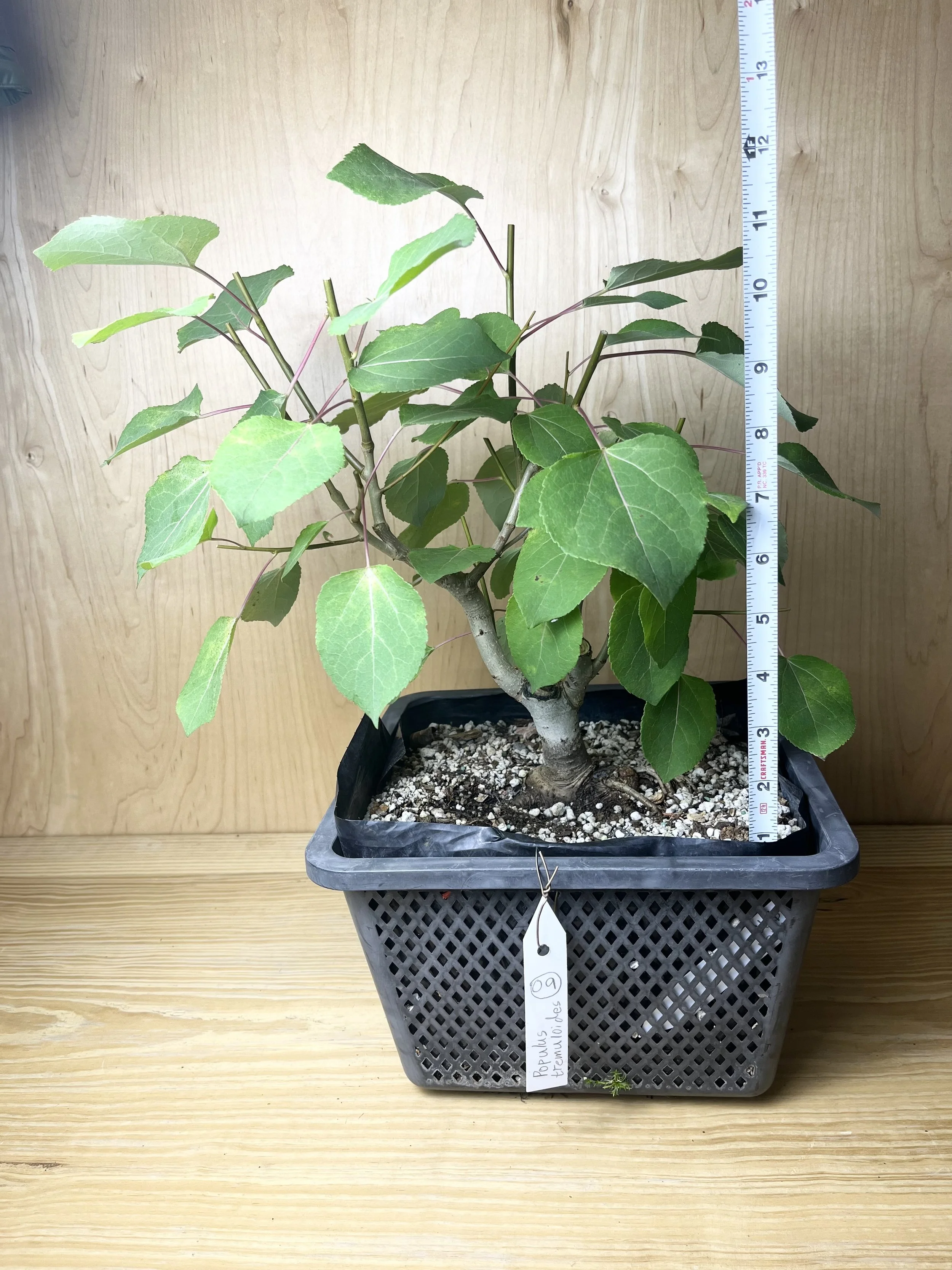 Populus tremuloides, Quaking Aspen (09) Pre-Bonsai Tree